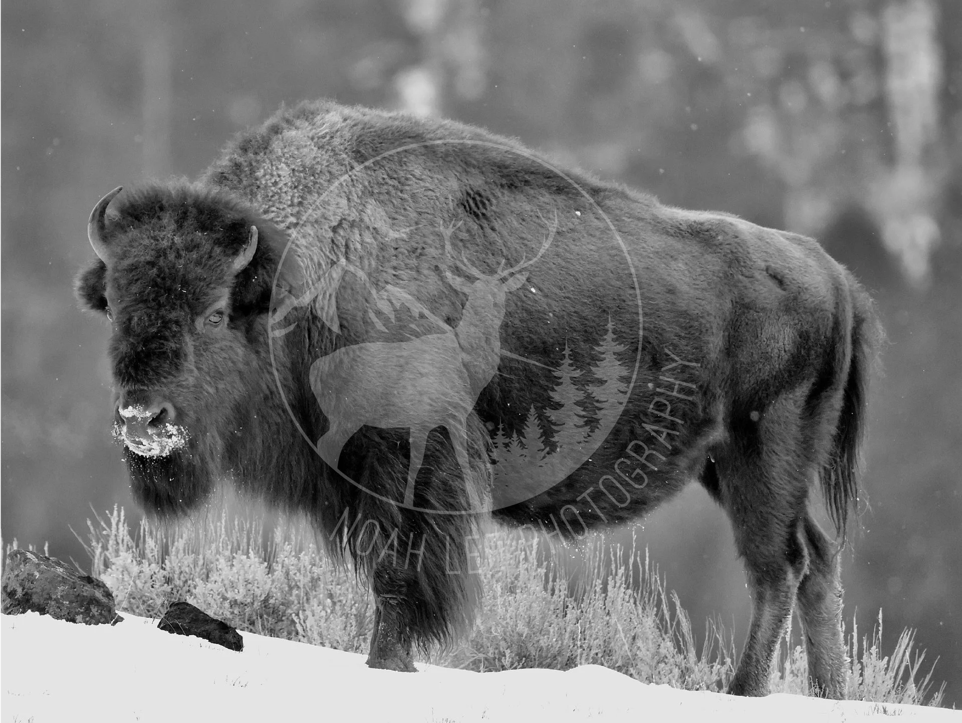 NEWFrostyBisonInBlackAnd White - Web-2.JPG