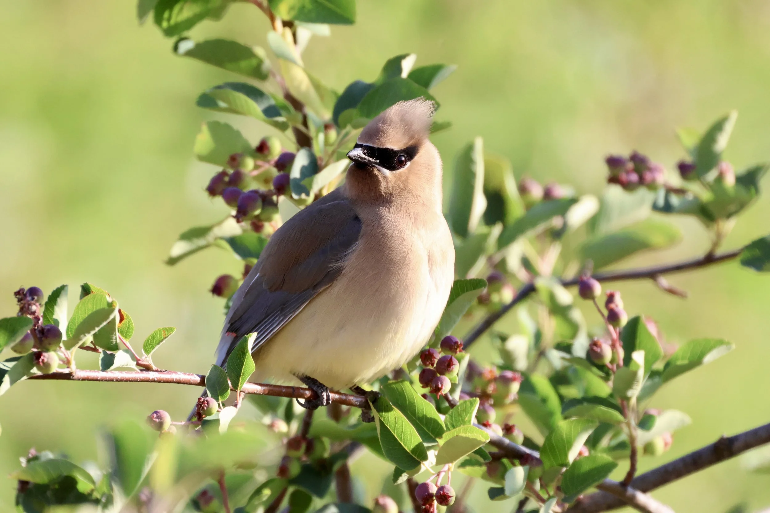 Sleek Cedar Waxwing