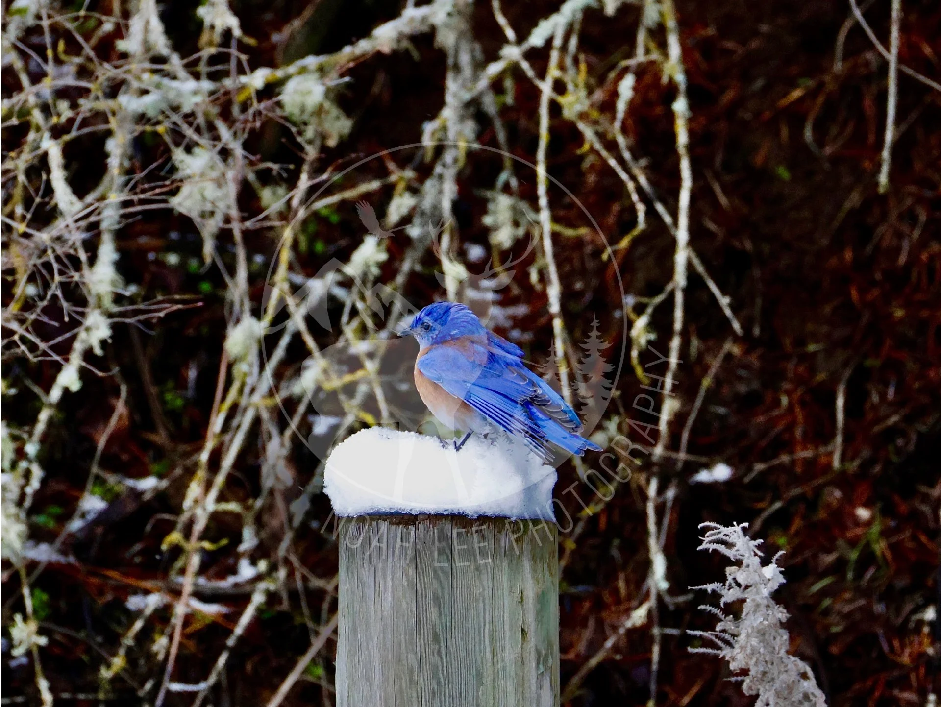 NEWWesternBluebirdEarlyVisitor - Web.jpg