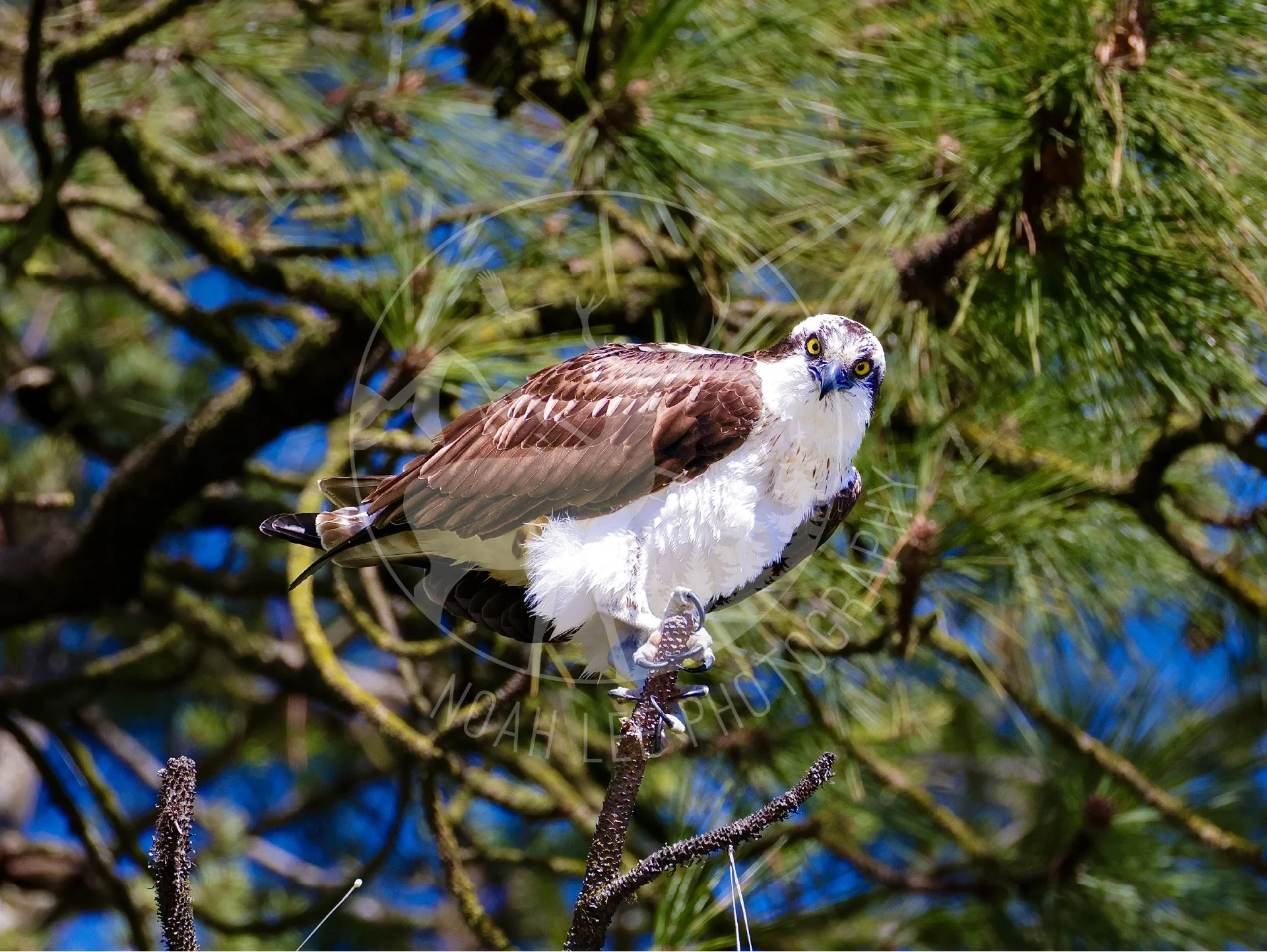 NEWOsprey - Web.JPG