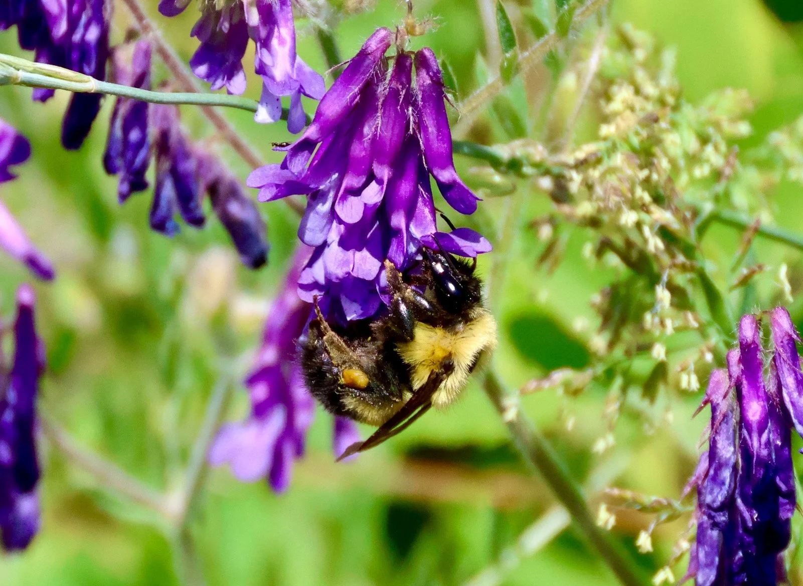 Bumblebee