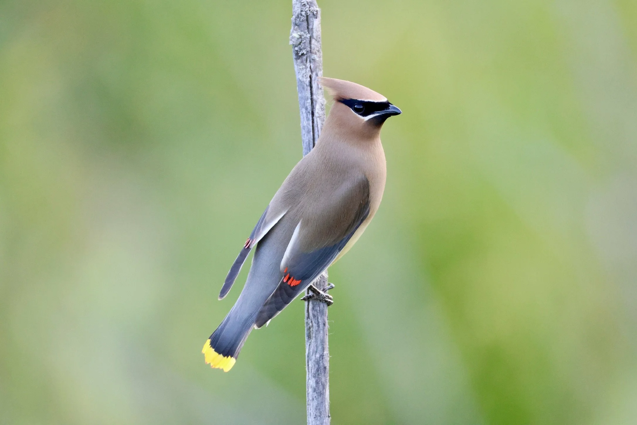 Silky Cedar Waxwing