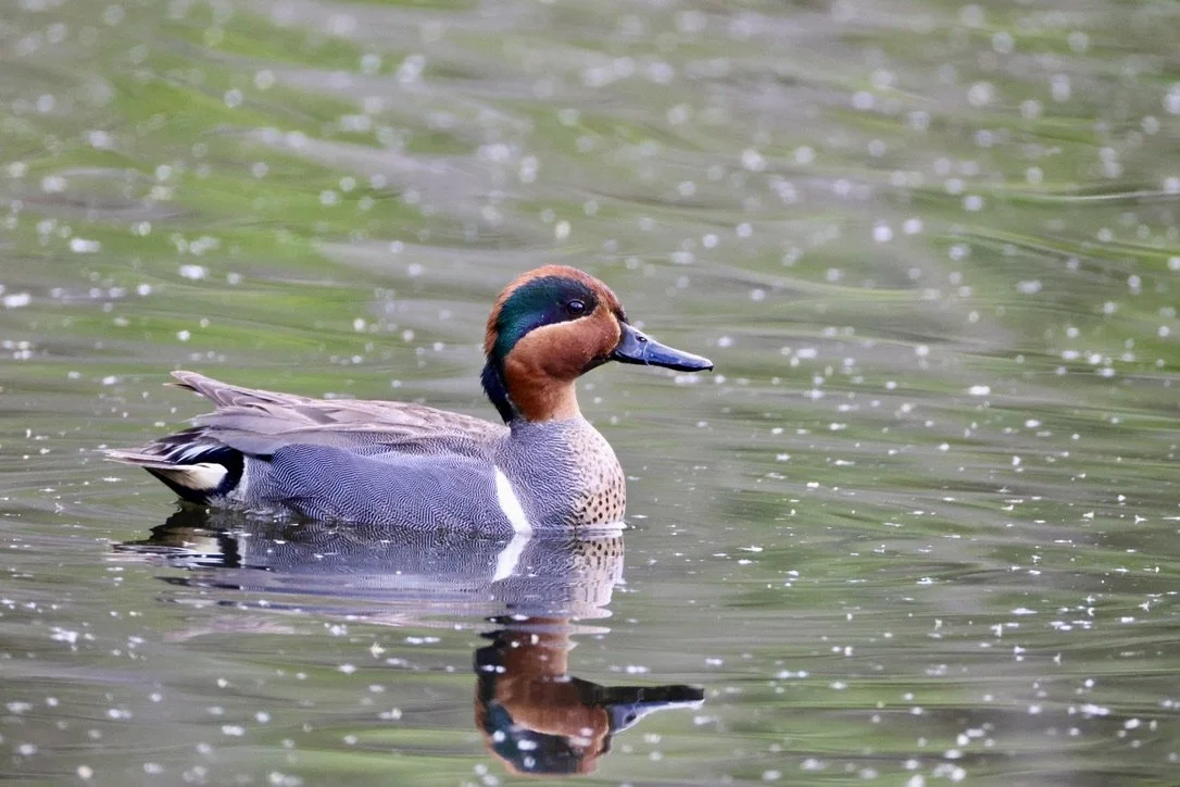 Green Winged Teal