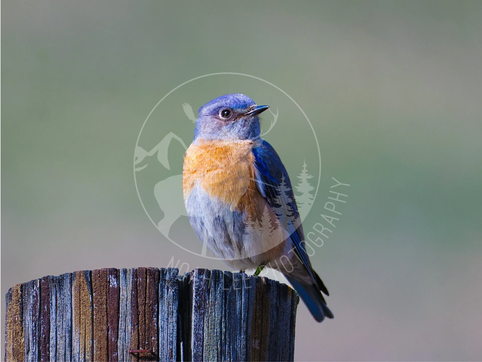NEWWesternBluebird - Web.JPG