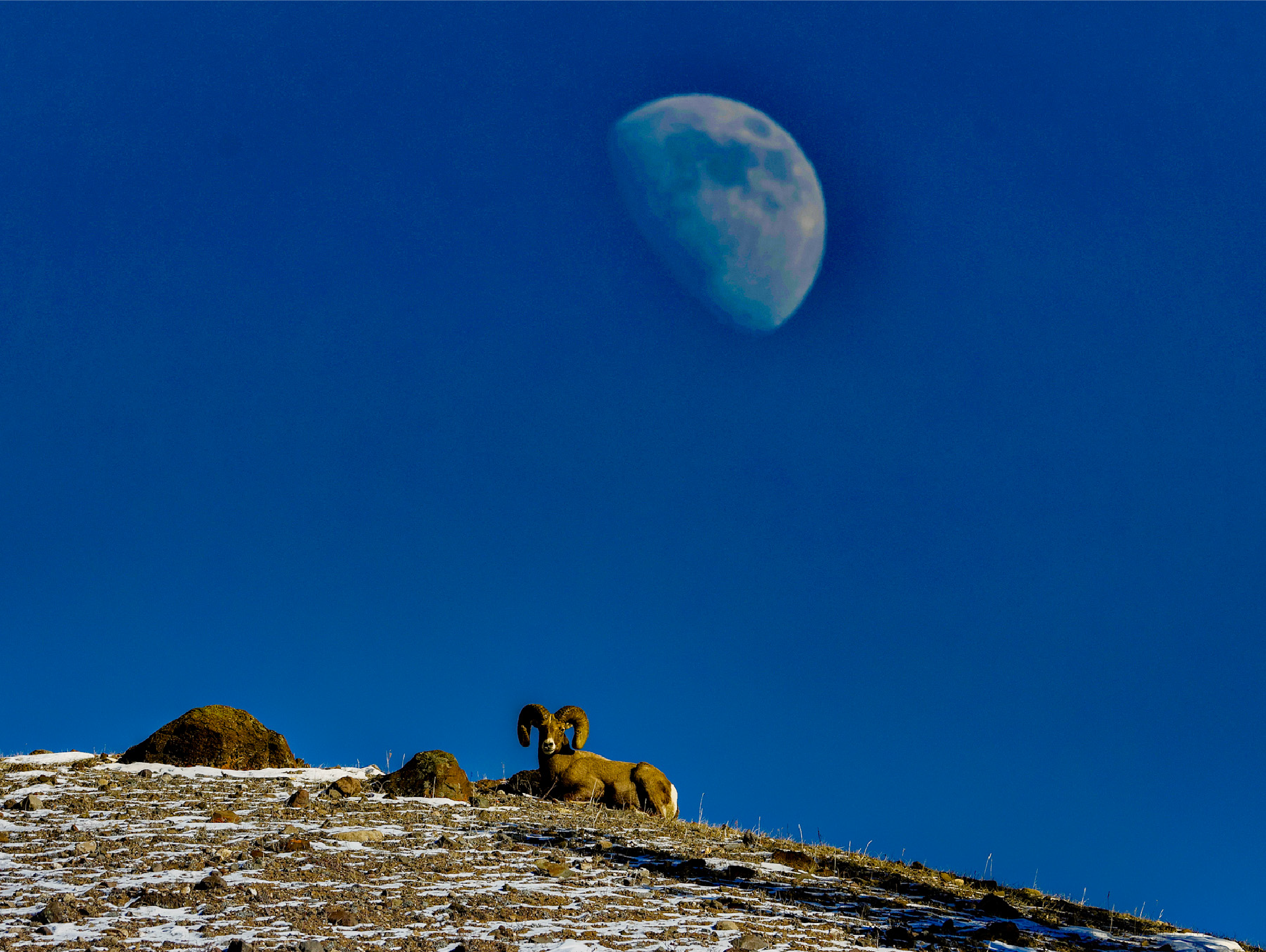 Bighorn Moon