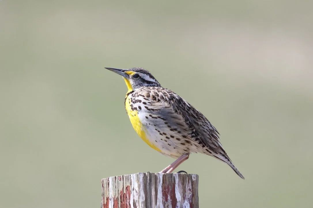 Western Meadowlark