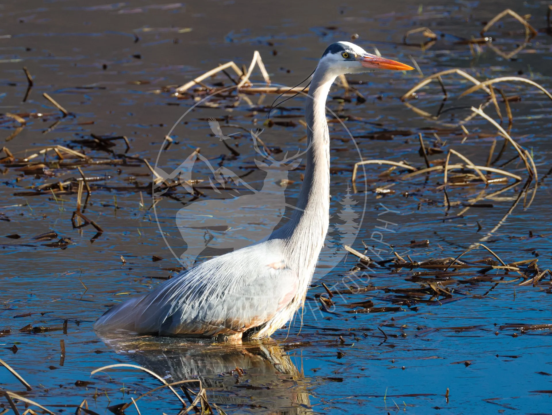 NEWGreatBlueHeron - Web.JPG