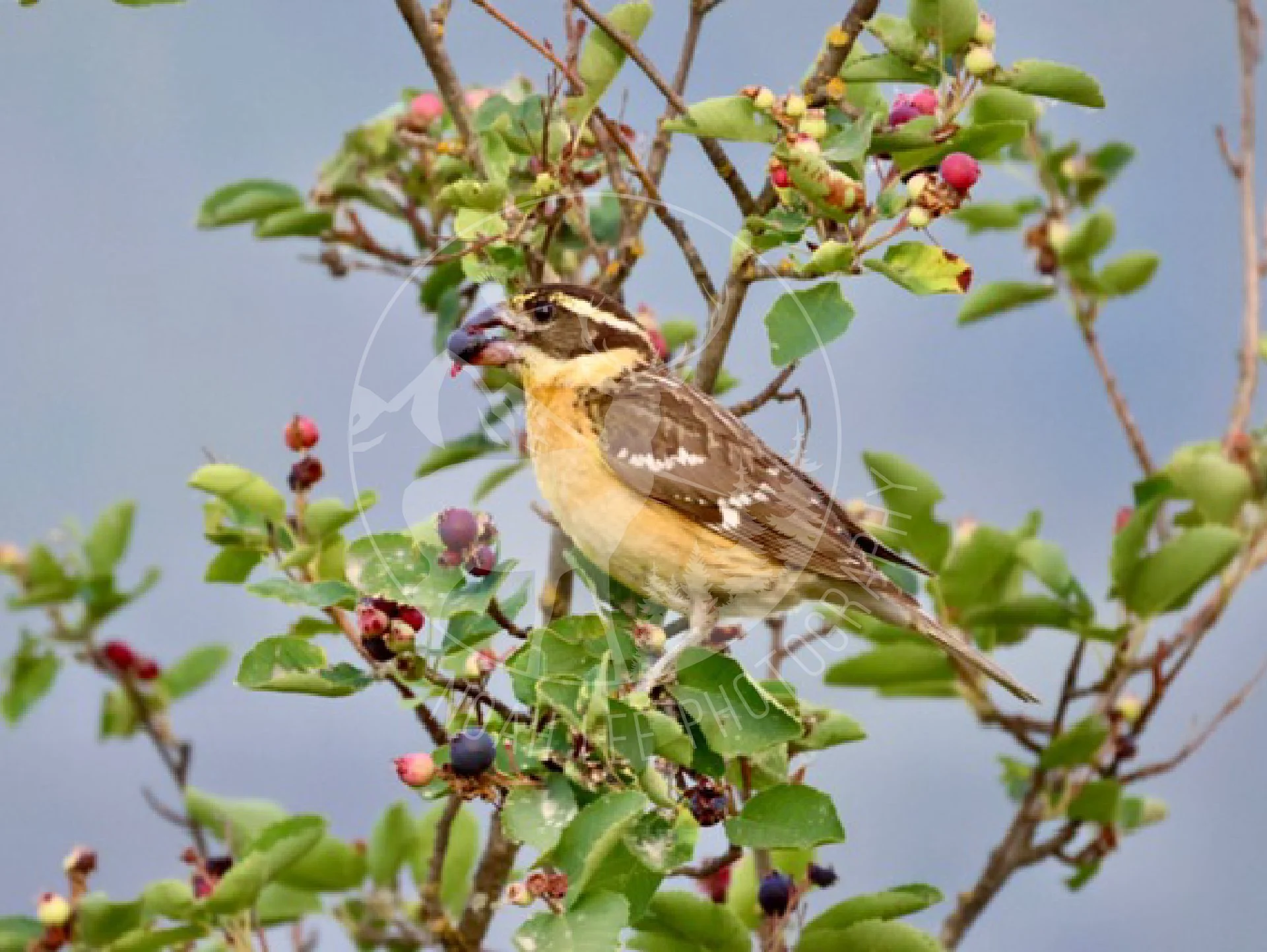 Black Headed Grosbeak - Web.jpg