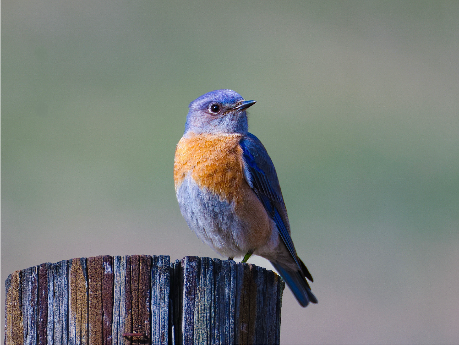 Western Bluebird