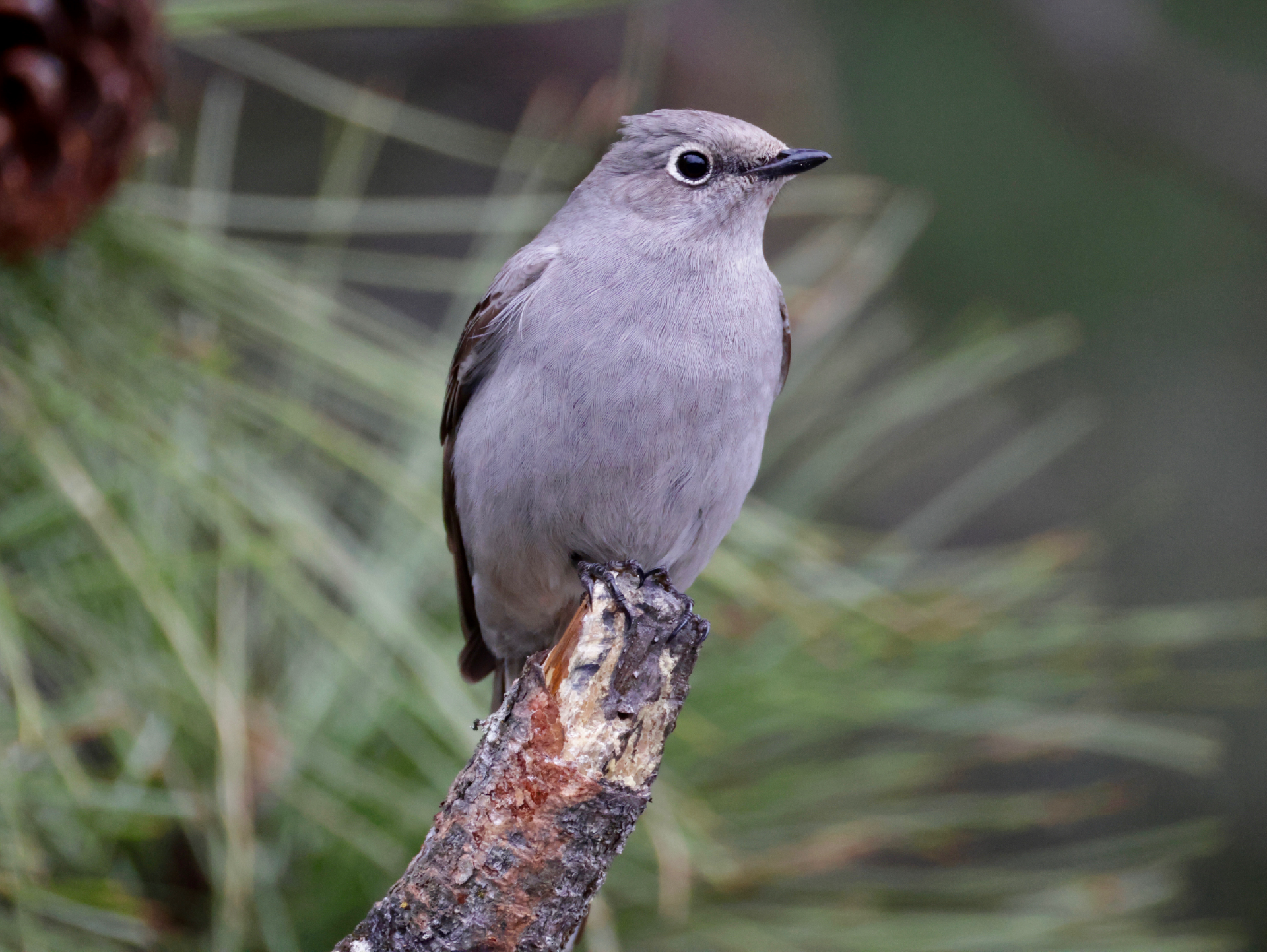 Townsend's Solitaire