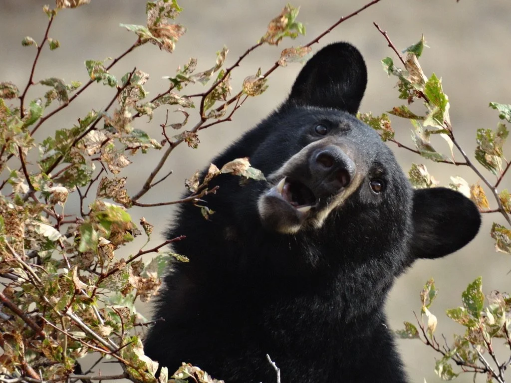 Black Bear