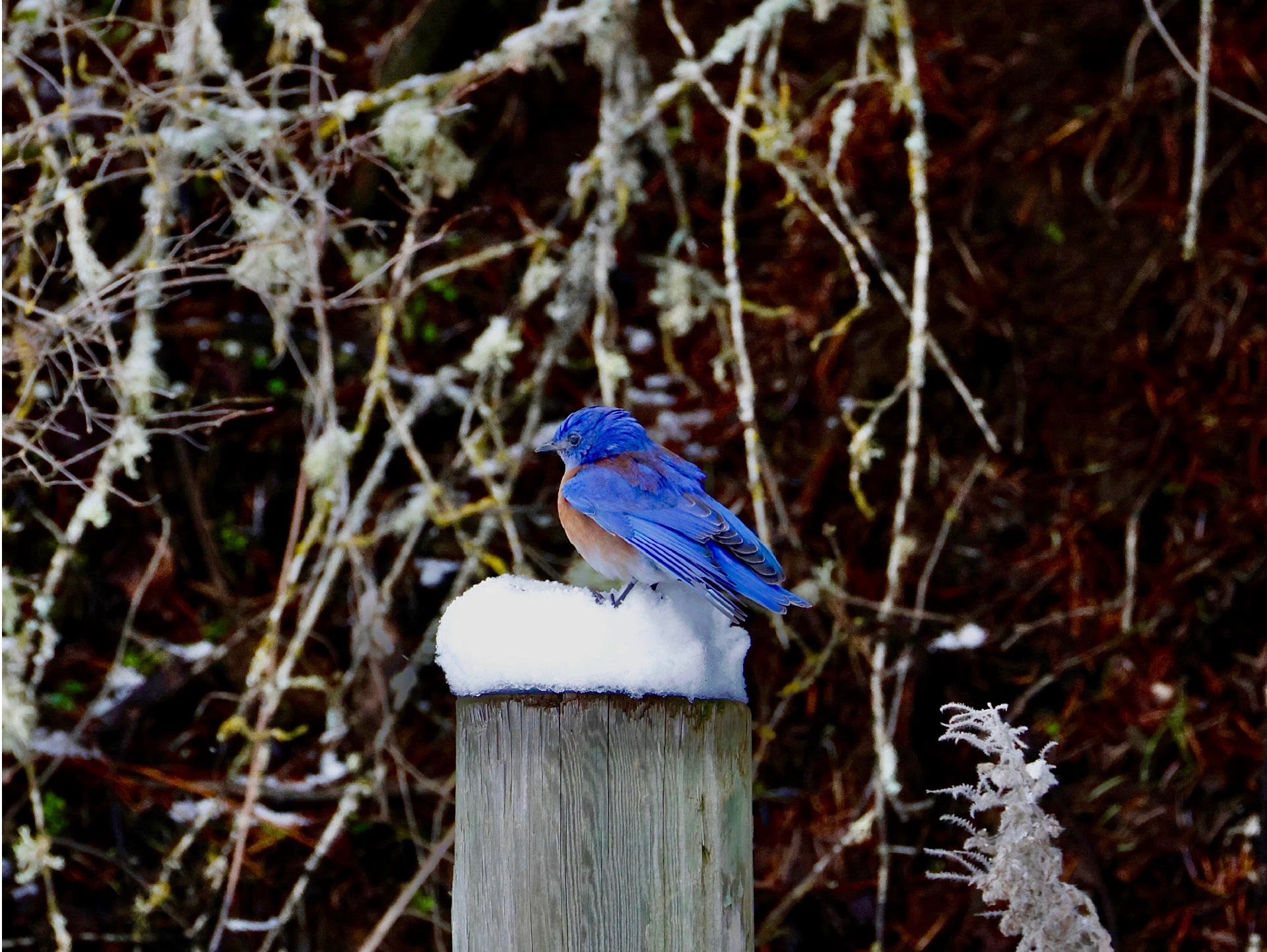 Western Bluebird Early Visitor