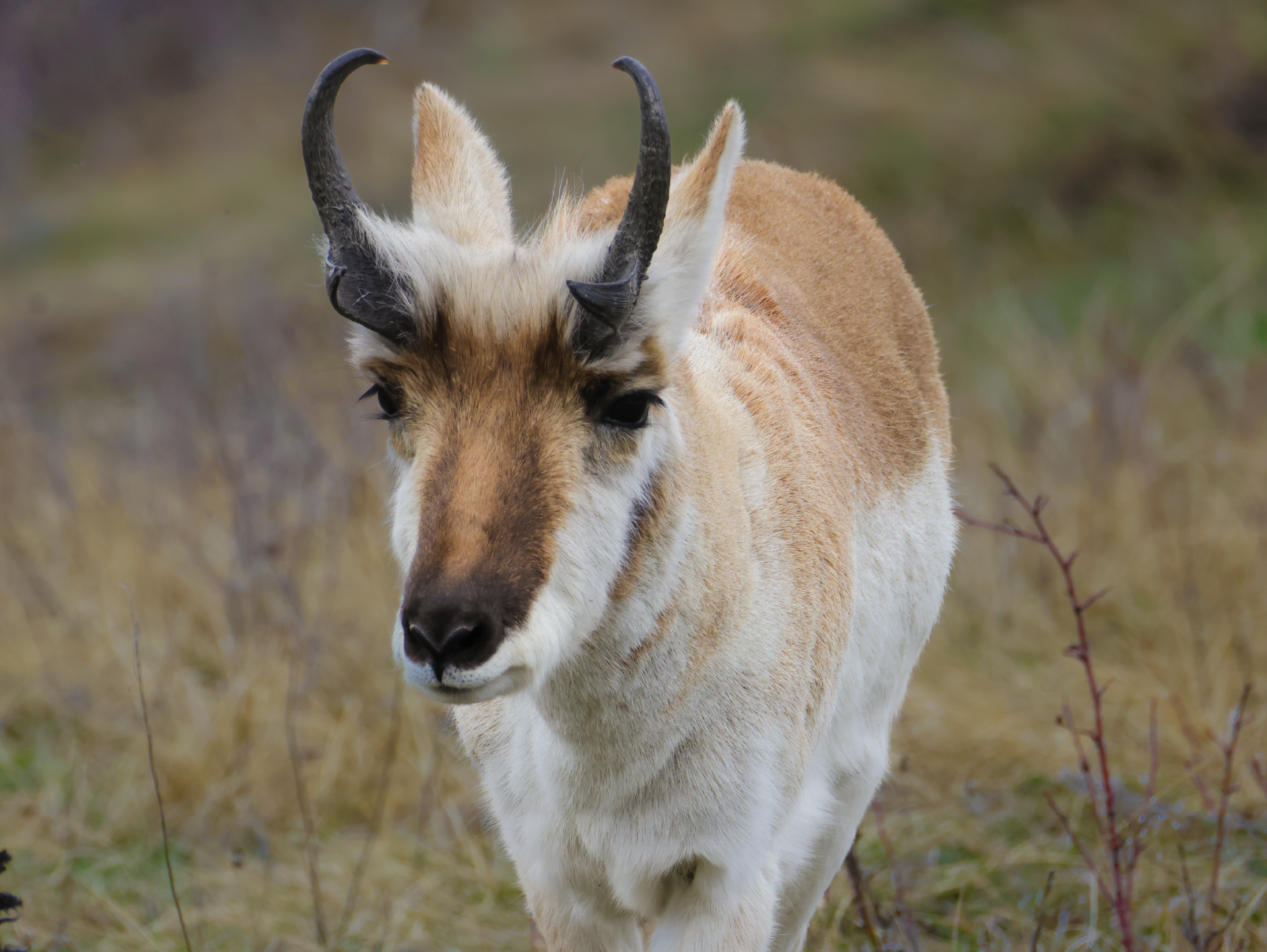 NEWPronghornBuck No Watermark - Web.png