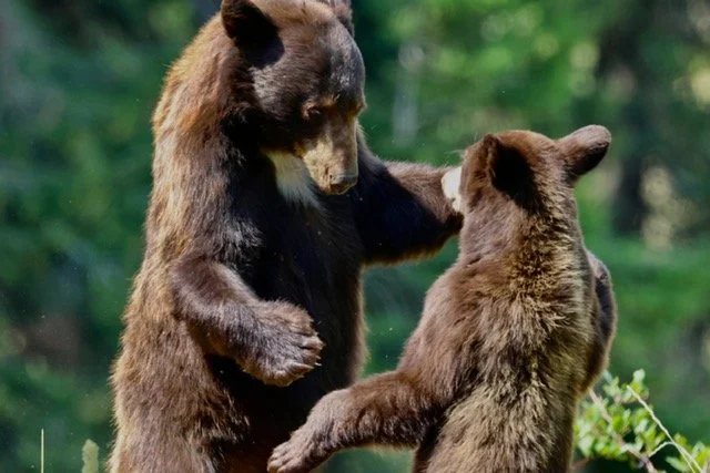 Black Bear Mother & Cub
