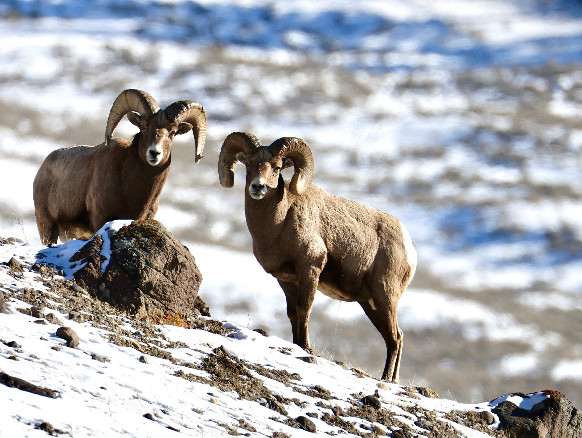 Bighorn Duo