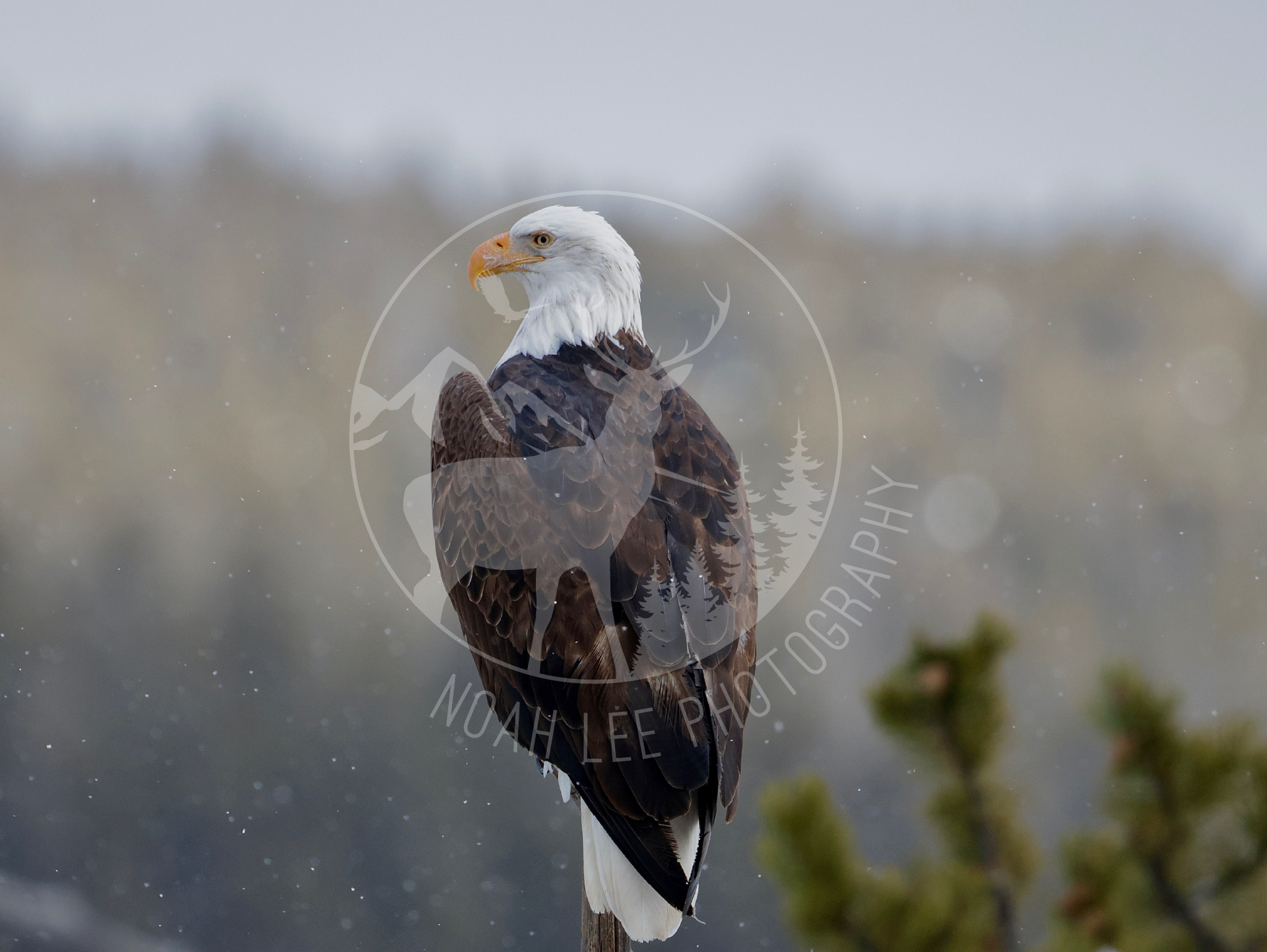 NEWShimmeringBaldEagle - Web.png