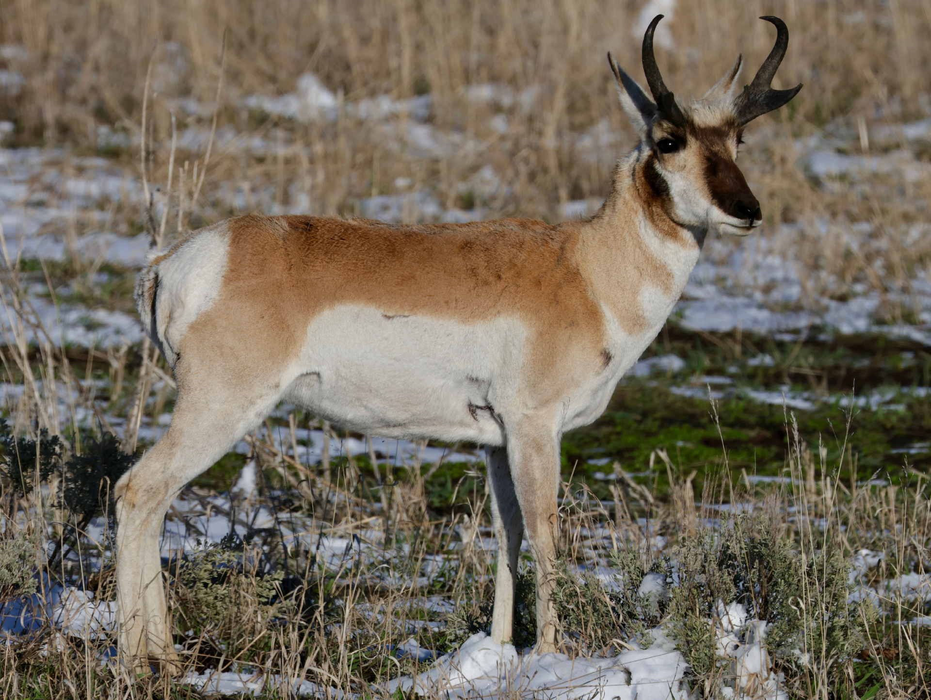 Pronghorn on Alert