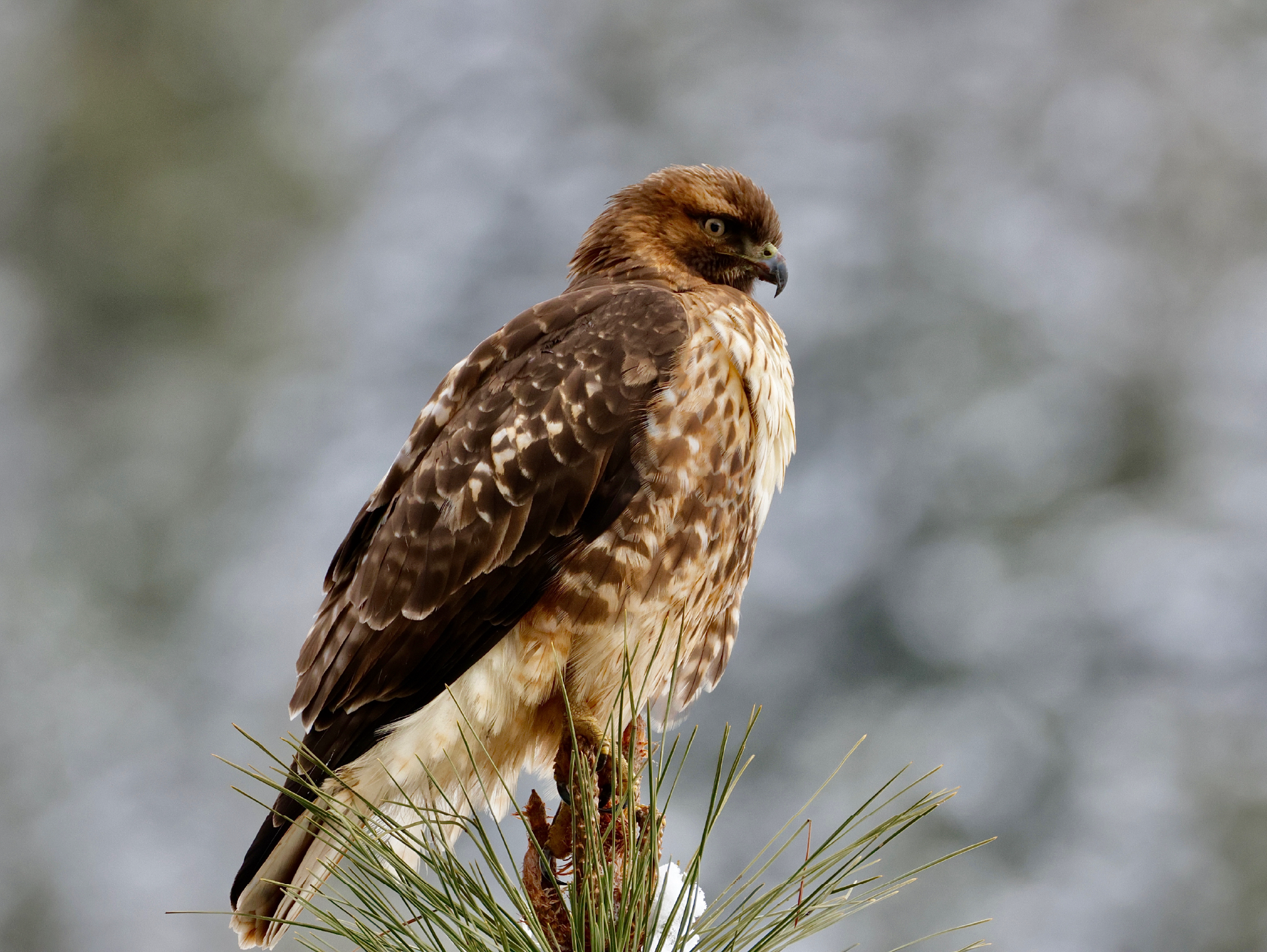 Red-Tailed Hawk Watchman