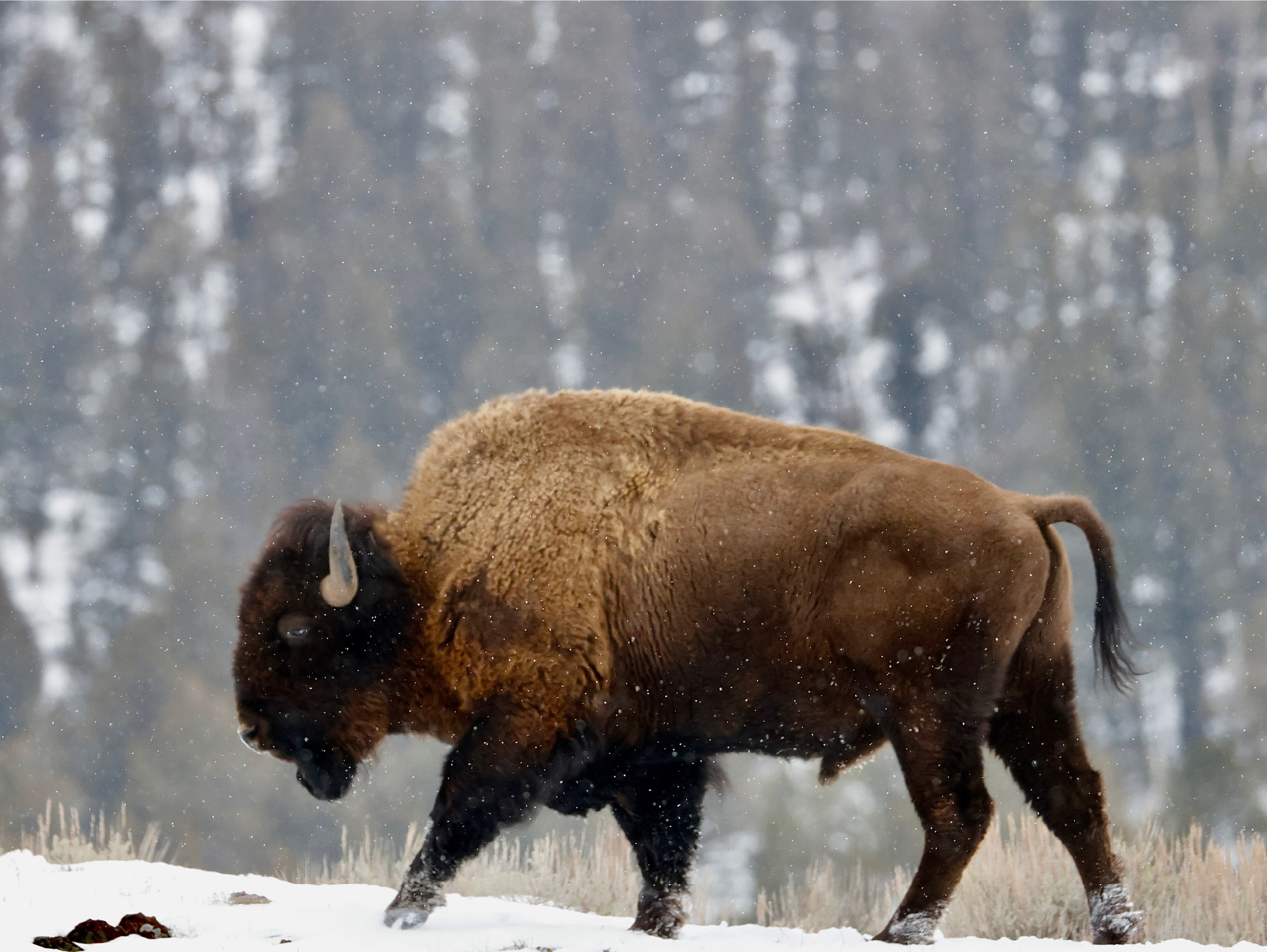 Snowy Bison