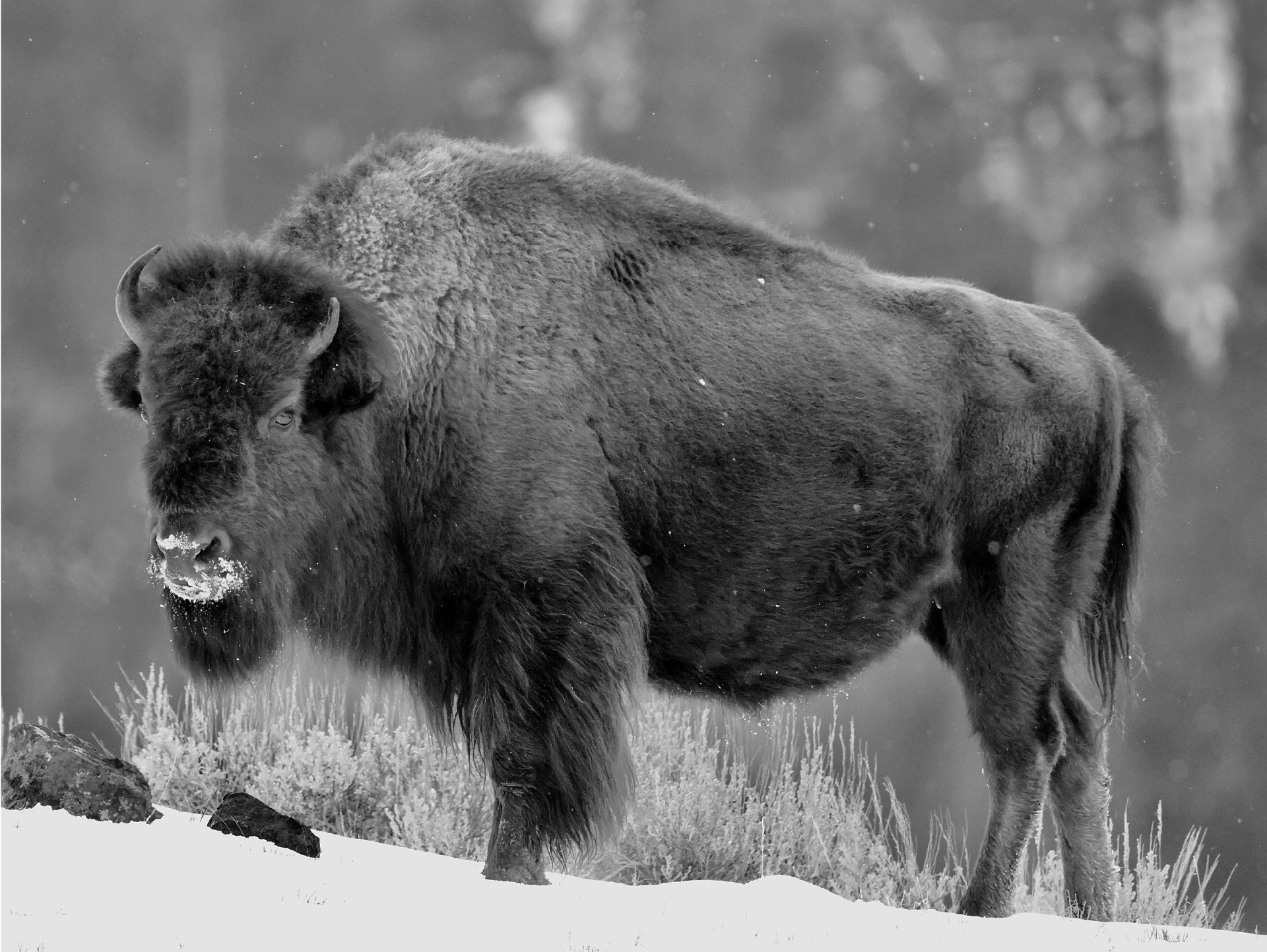 Frosty Bison in Black and White