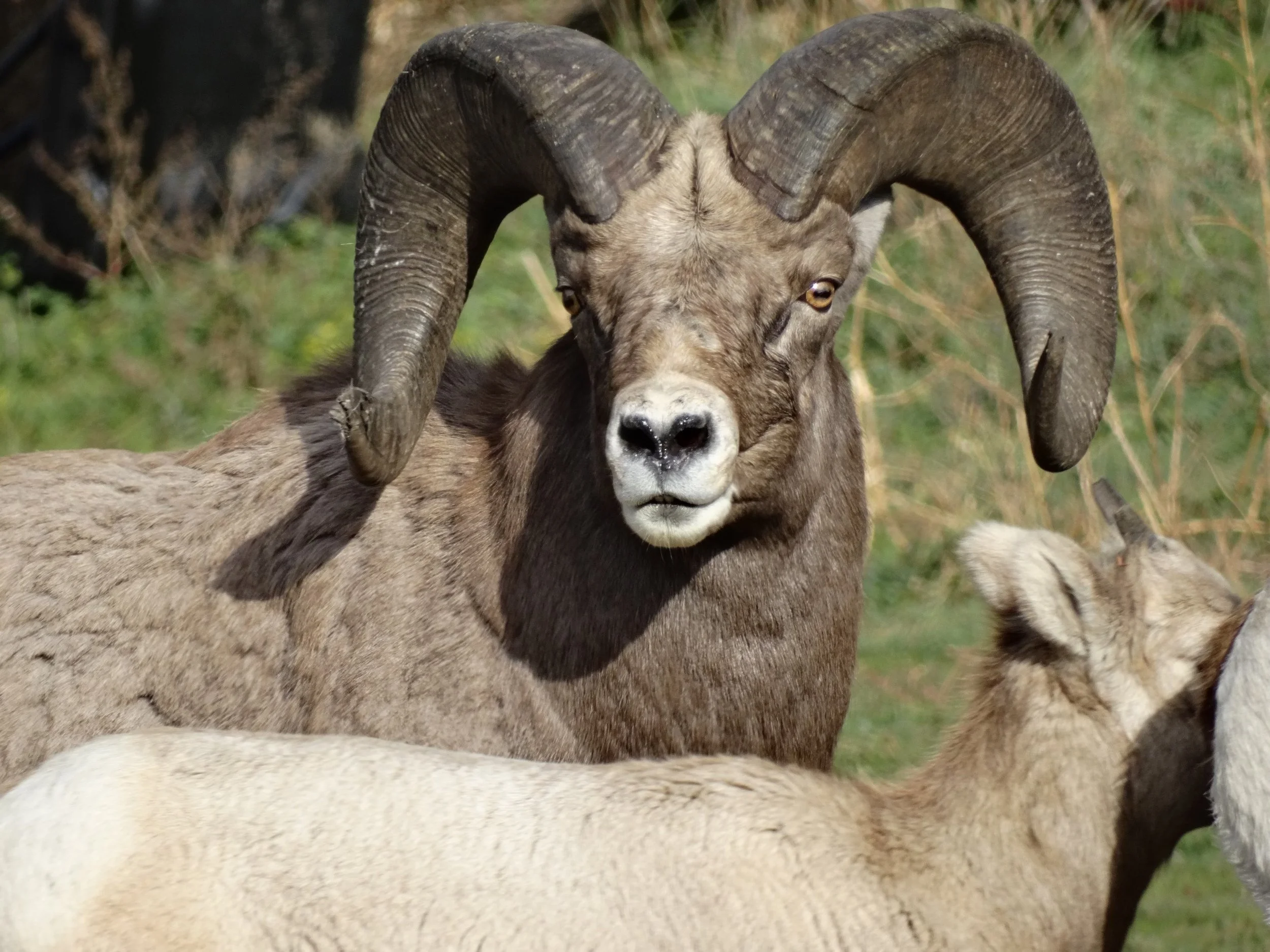 Big Horn Sheep