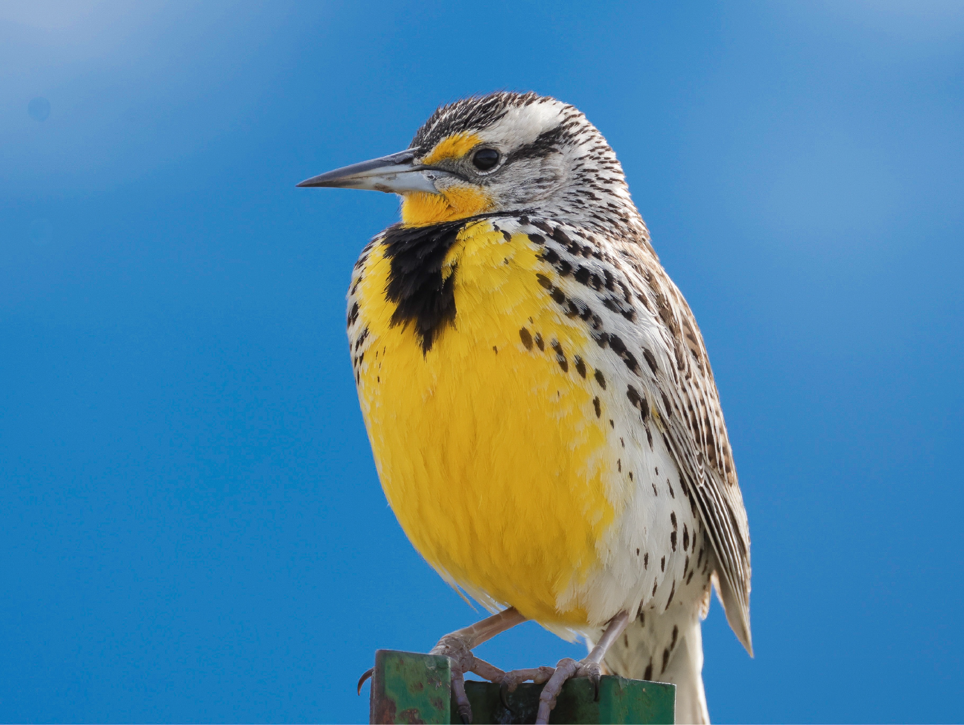 Western Meadowlark