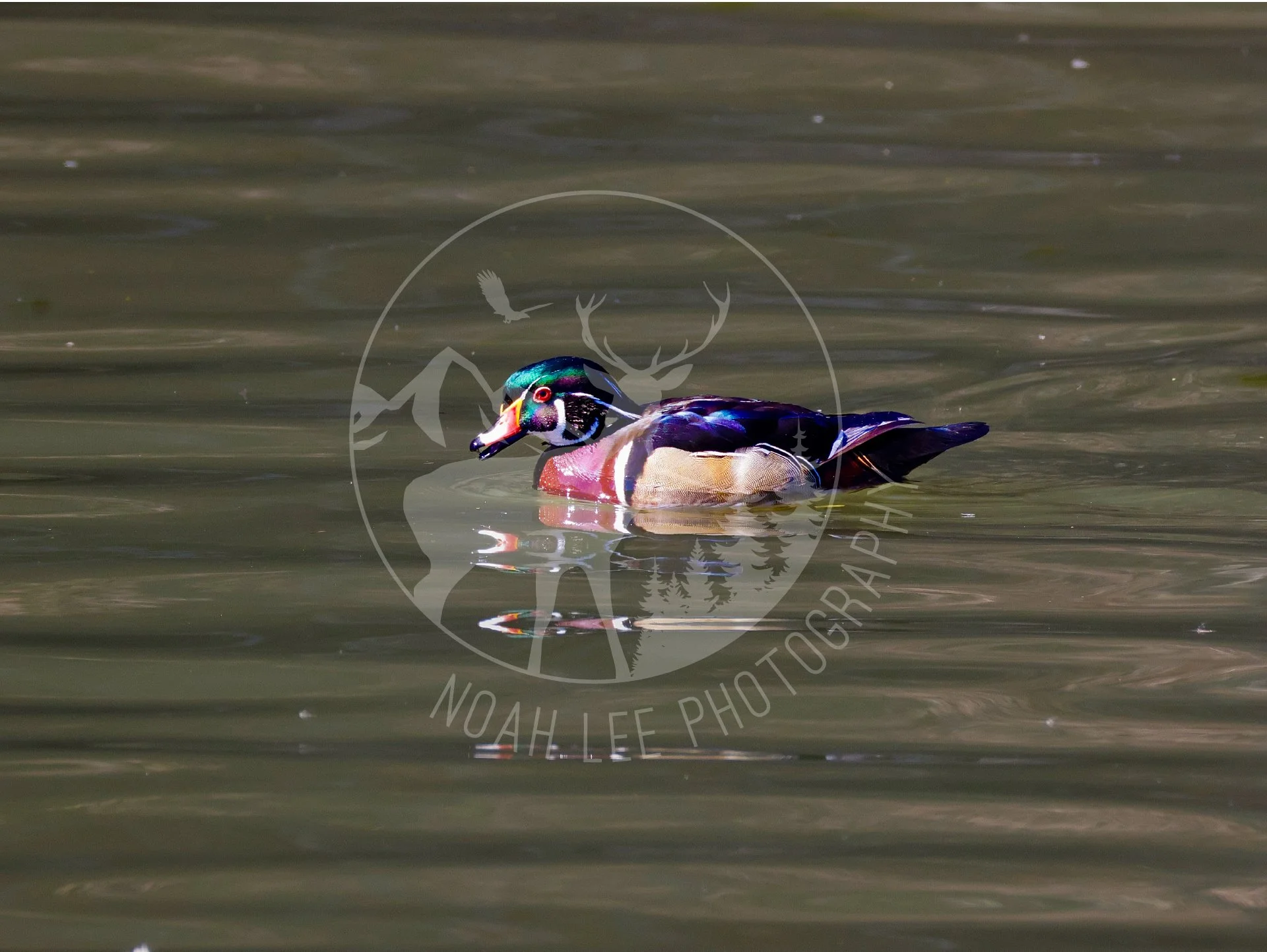 NEWWoodDuckReflections - Web.JPG