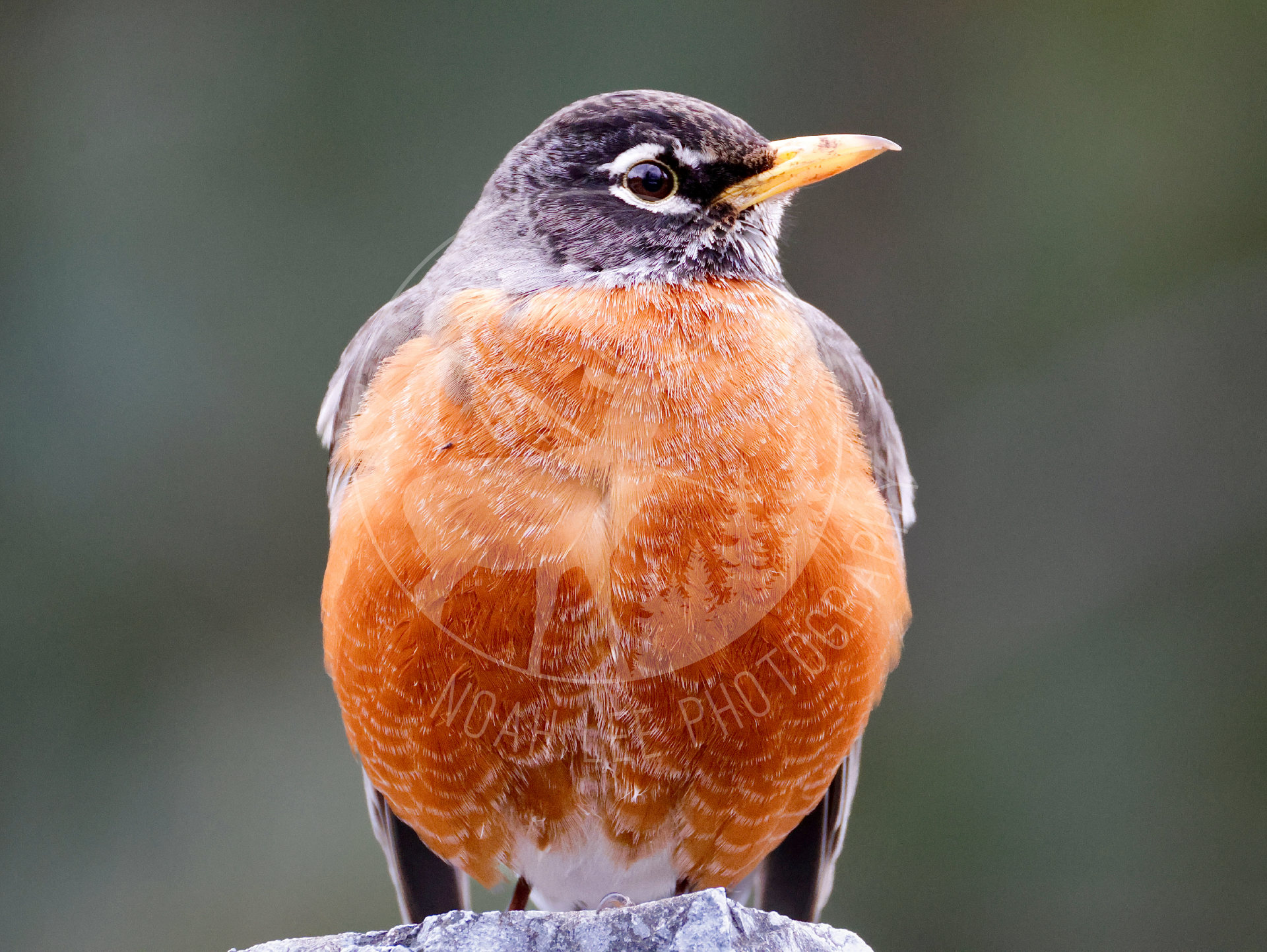 NEWStoutAmericanRobin - Web.png