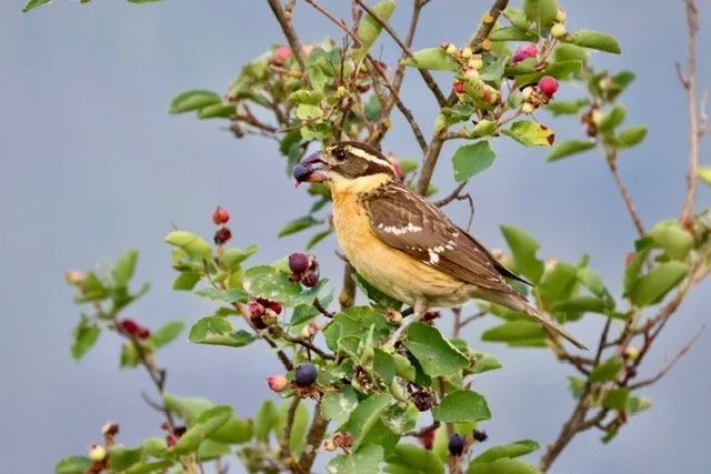 Black Headed Grosbeak
