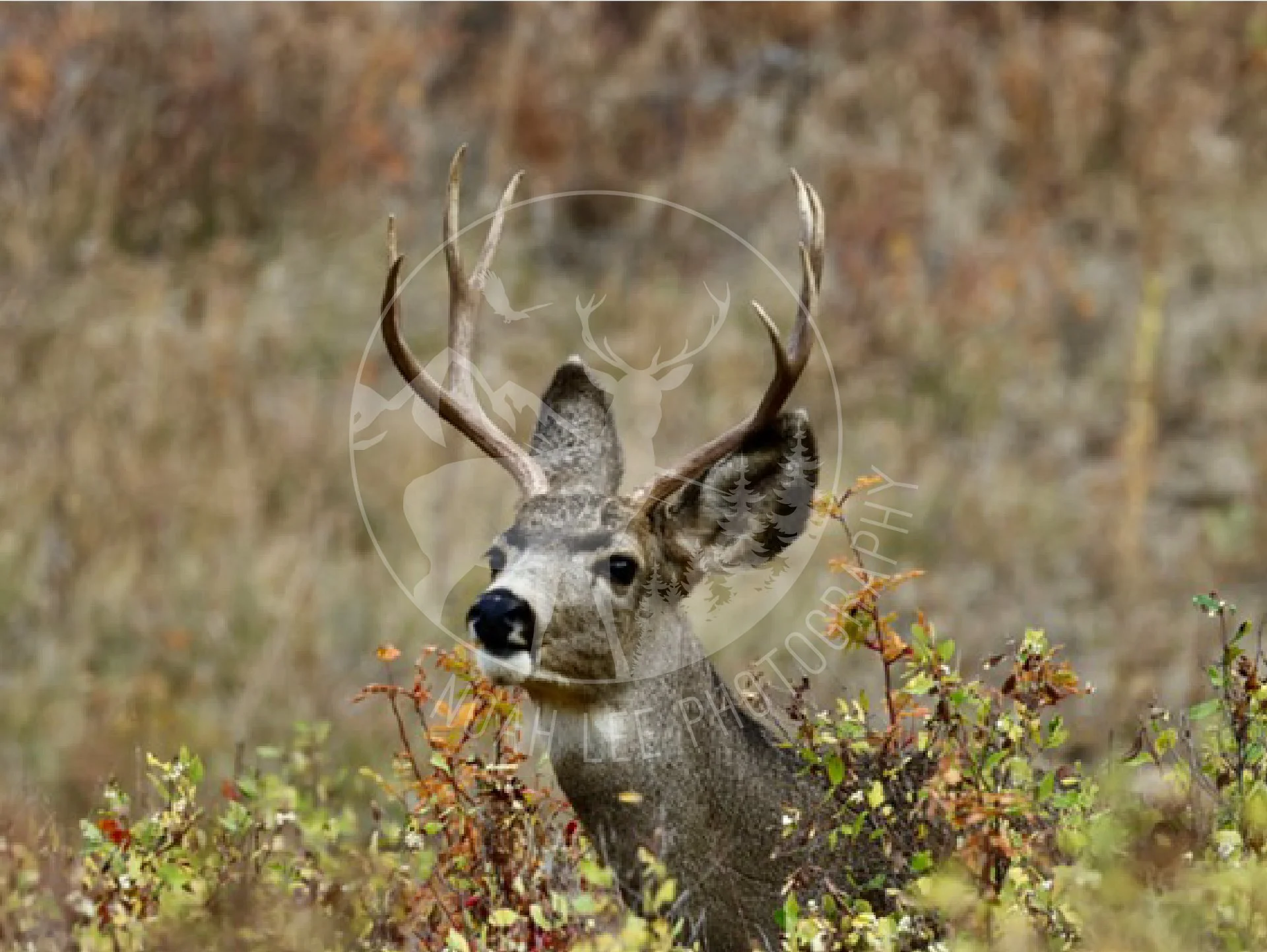 Mule Deer Buck - Web.jpg