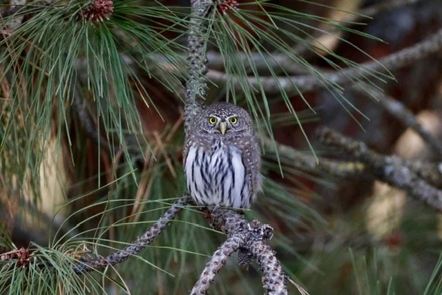 Northern Pygmy Owl