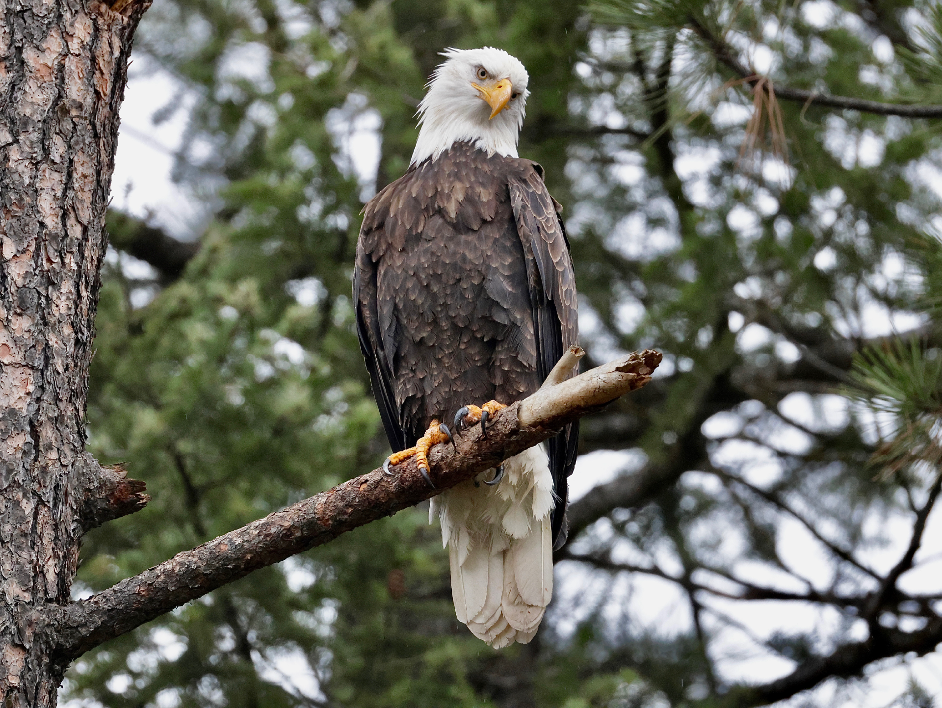 Bald Eagle Staredown