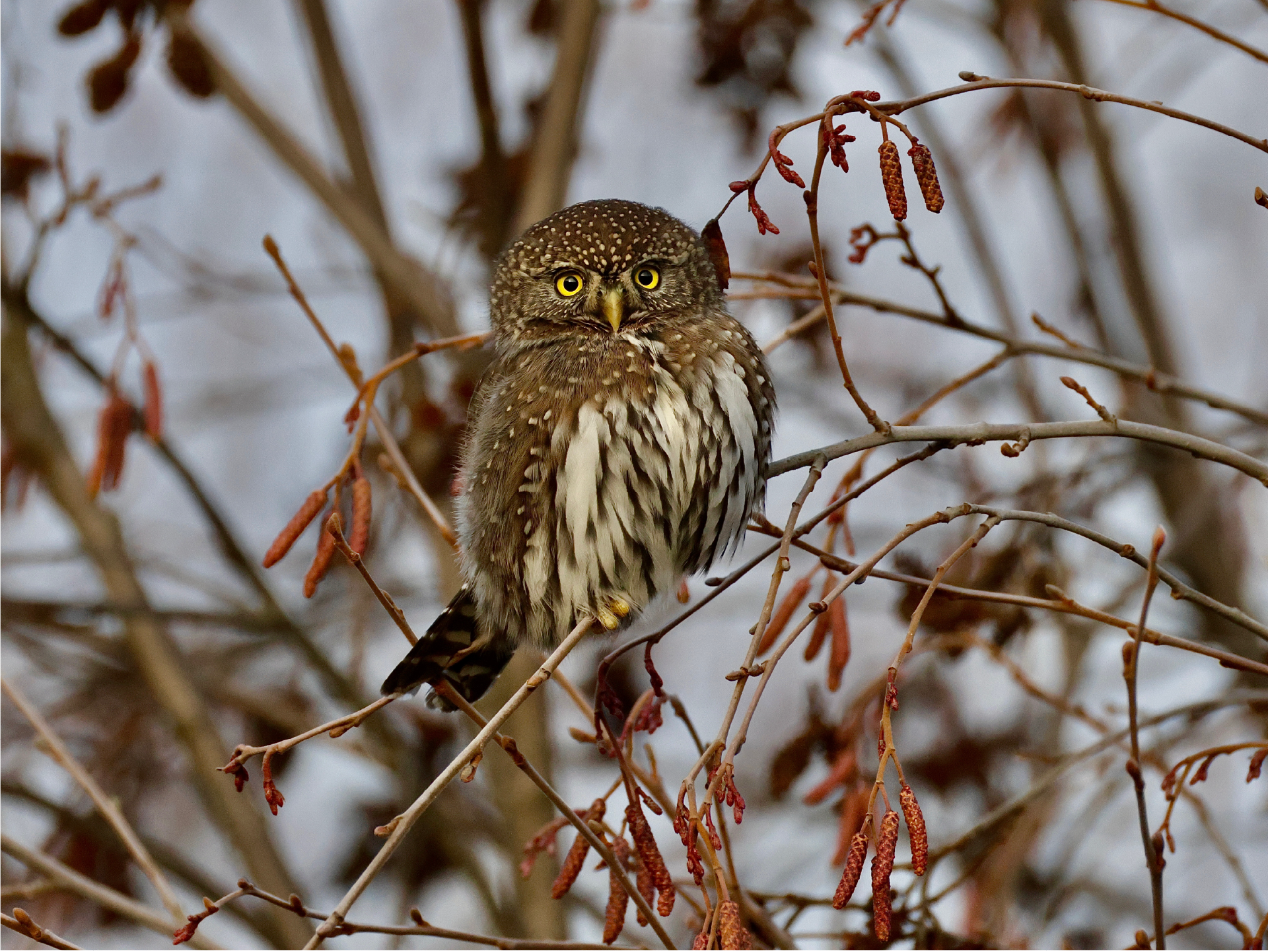 Winter Northern Pymgy Owl