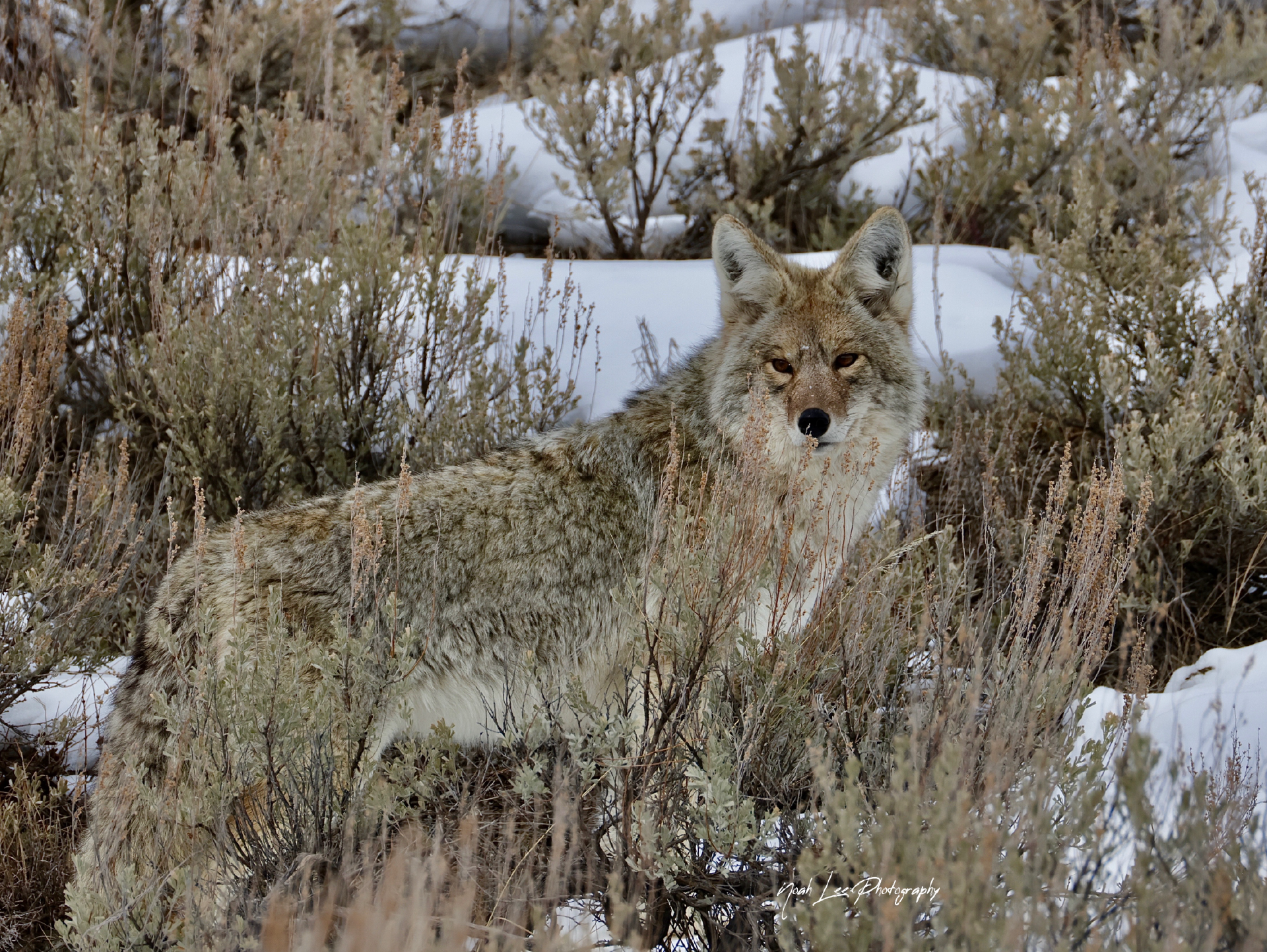 NEWCoyoteCamouflage No Watermark- WebJPG.png