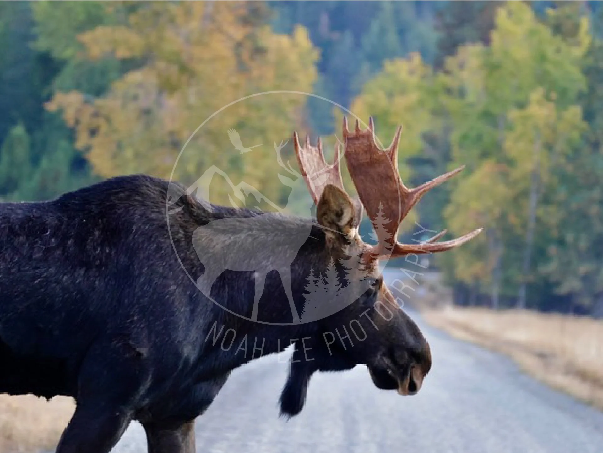 Bull Moose - Web.jpg