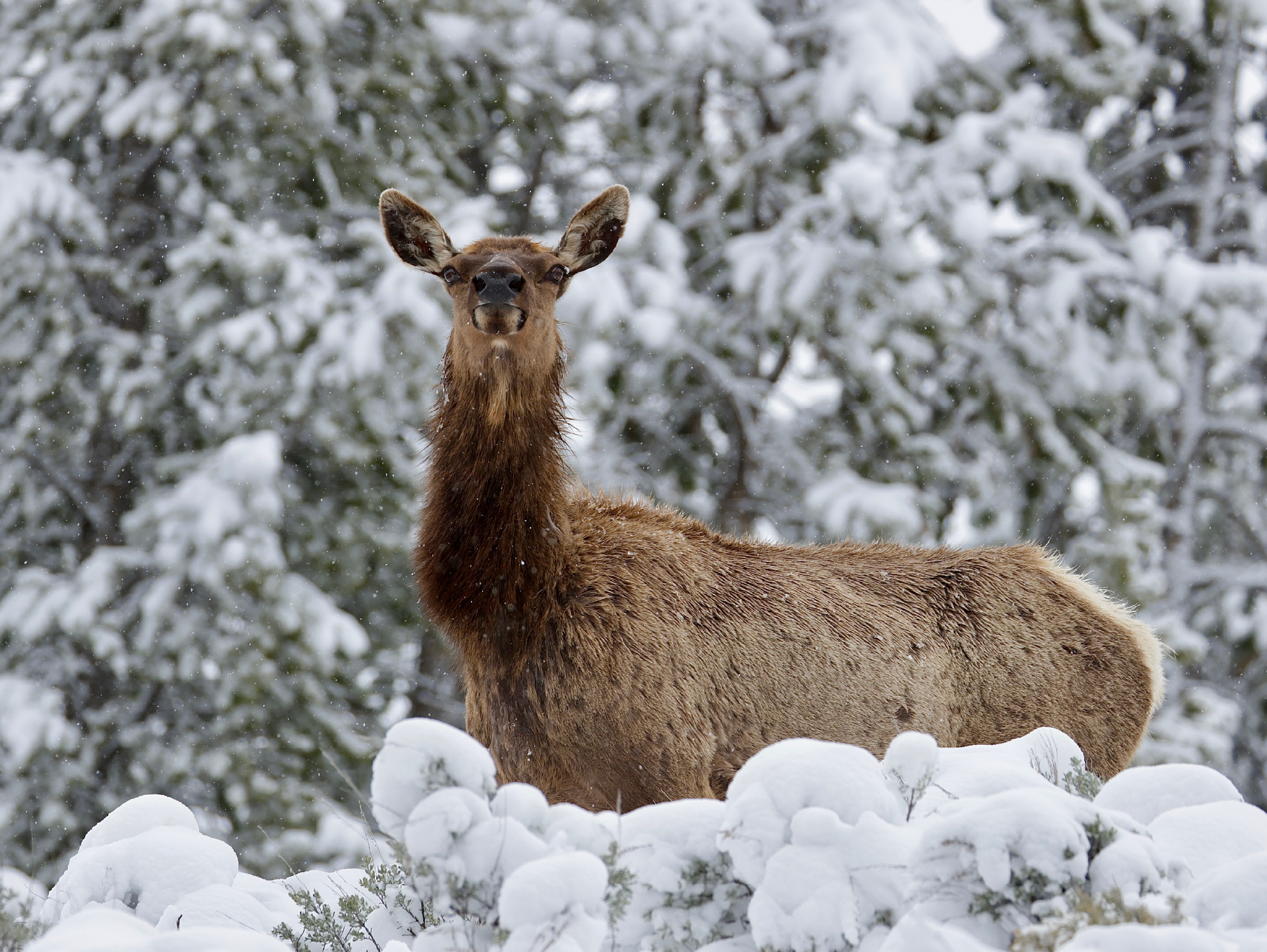 Inquisitive Elk