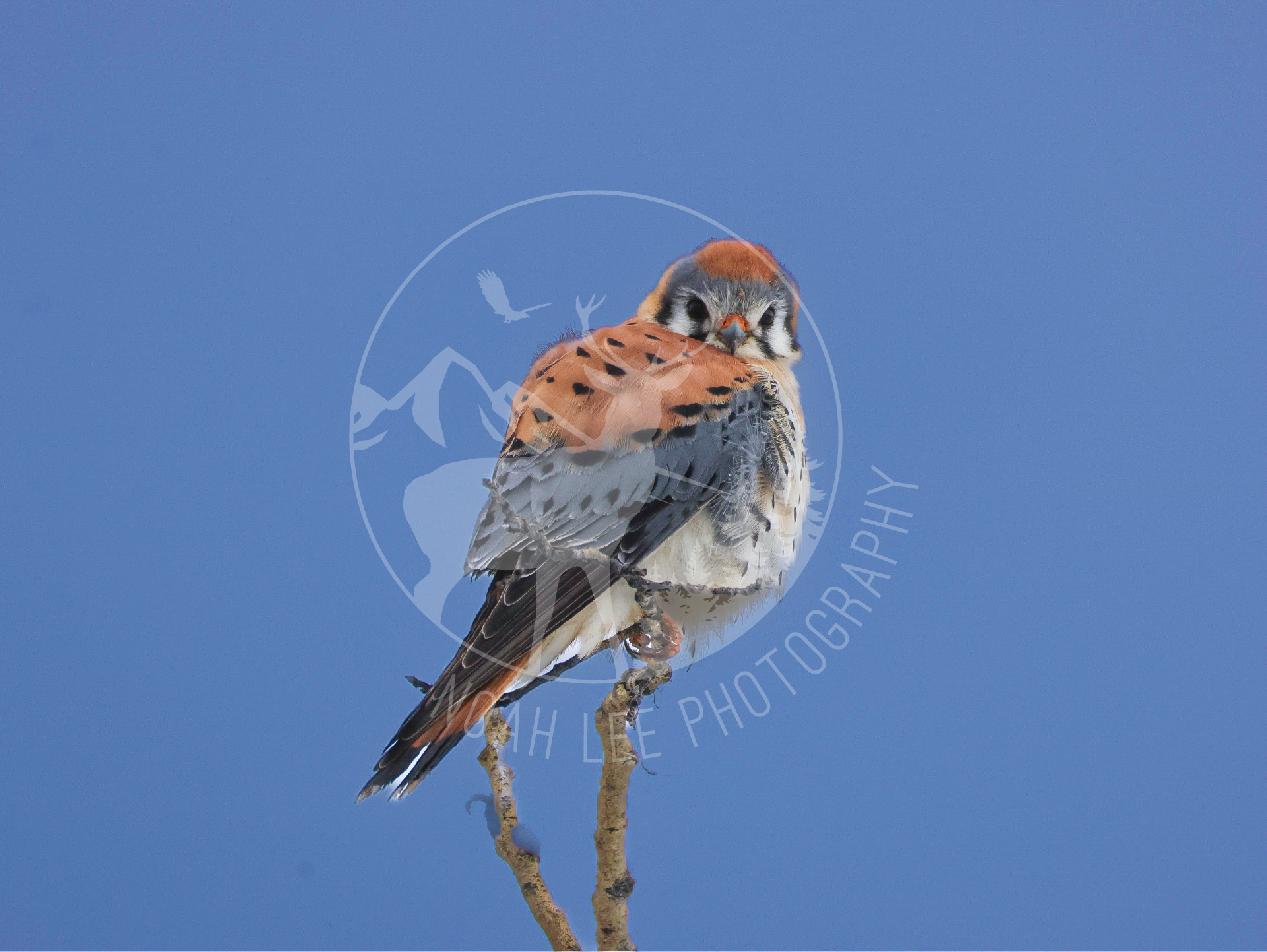 Kestrel - Web.png