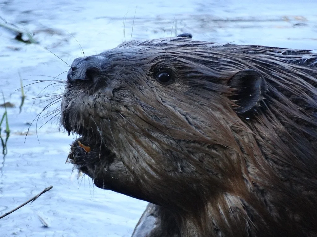 North American Beaver