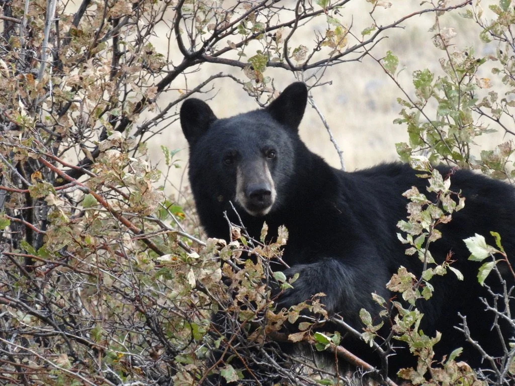 Black Bear Beauty