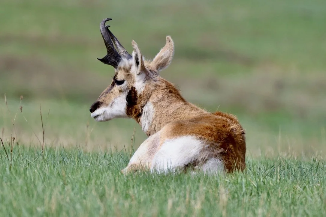 Pronghorn Buck