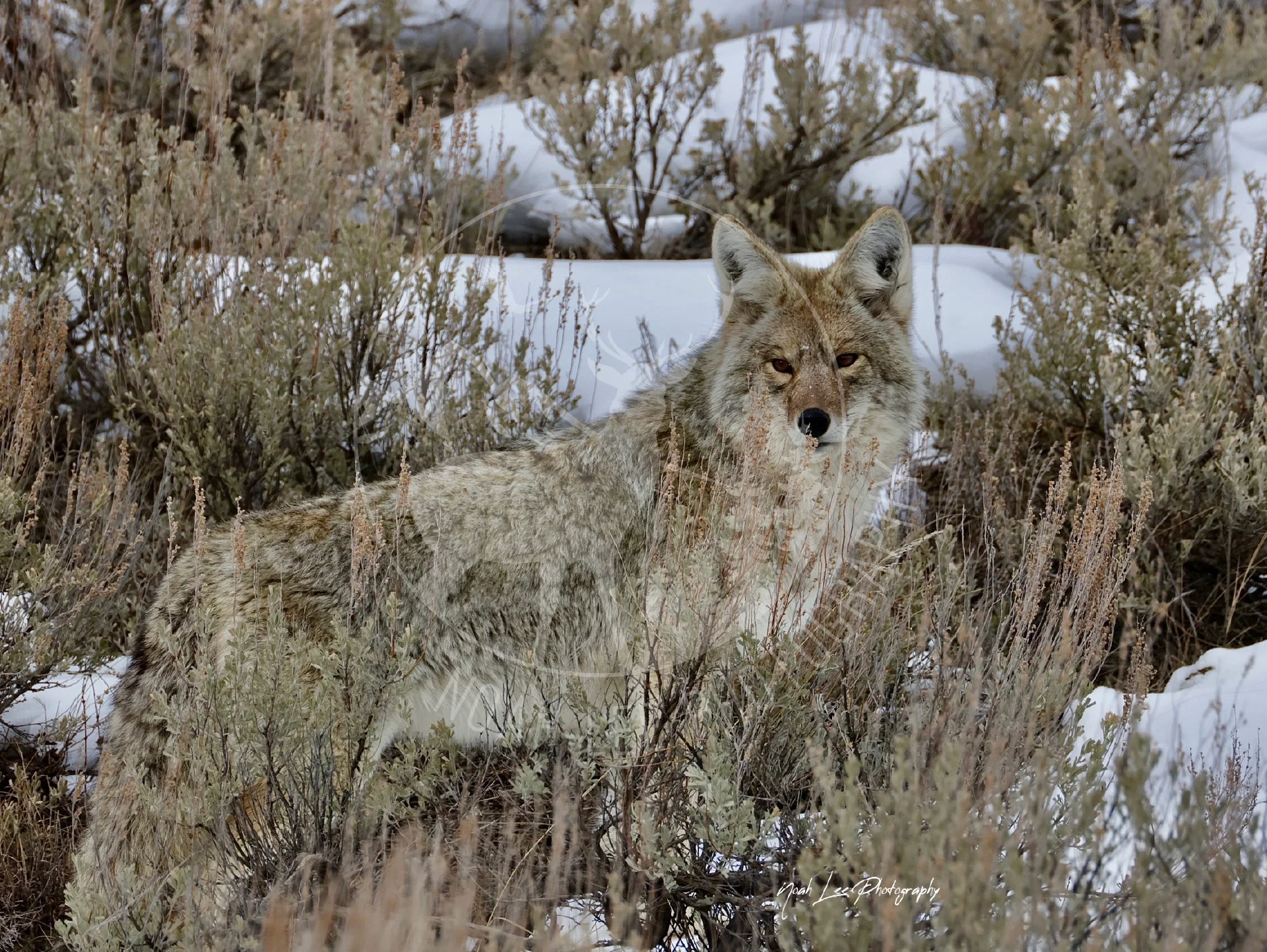 NEWCoyoteCamouflage. - WebJPG.JPG