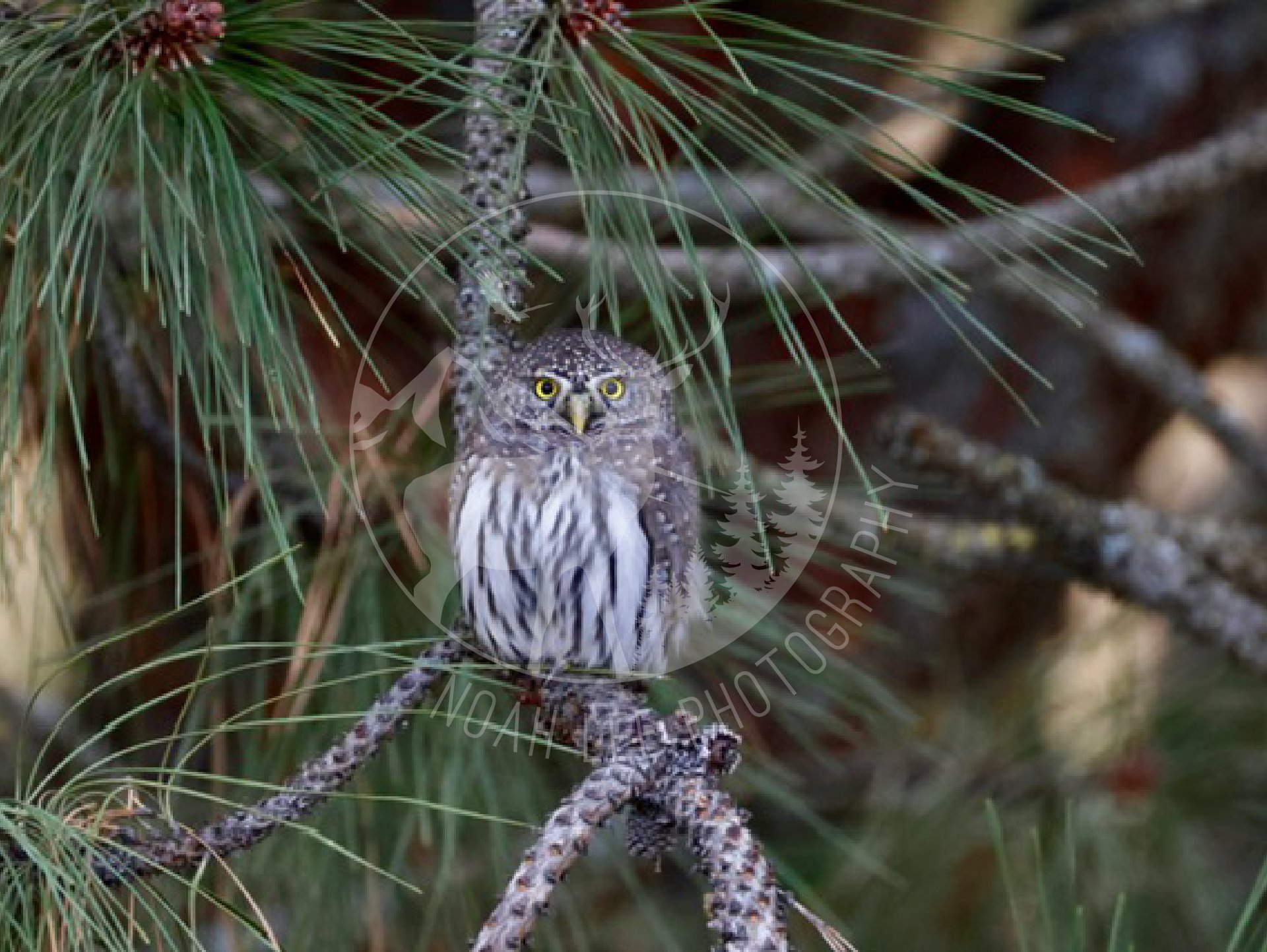 Northern Pygmy Owl 3 - Web.jpg