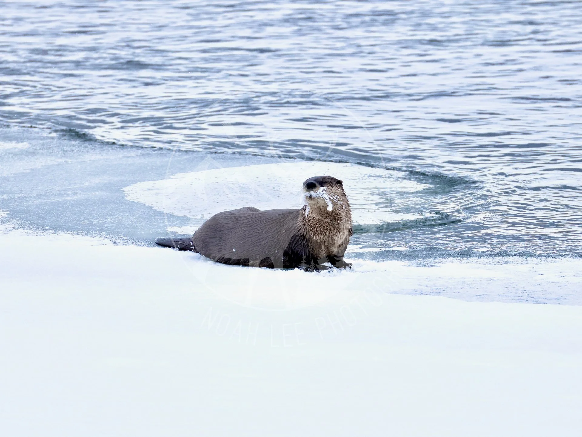 NEWSnowBeardedRiverOtter - Web.jpg