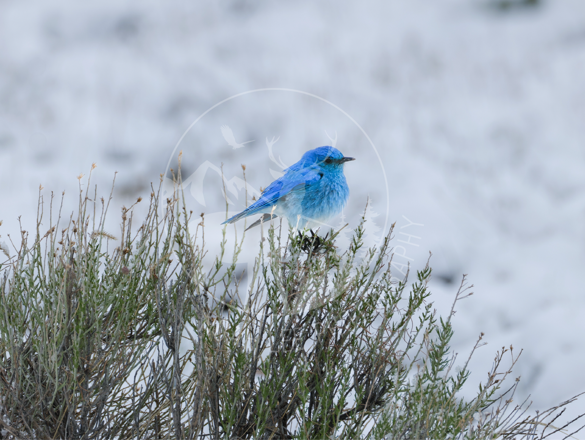 Winter Mountain Bluebird - Web.png