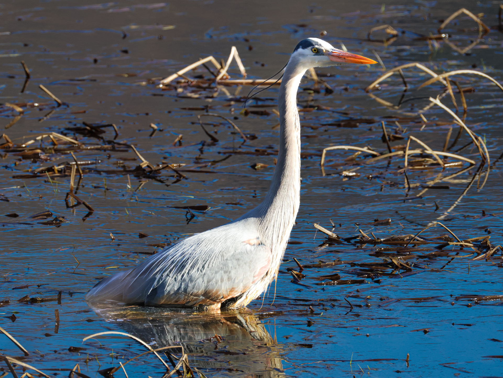 Great Blue Heron