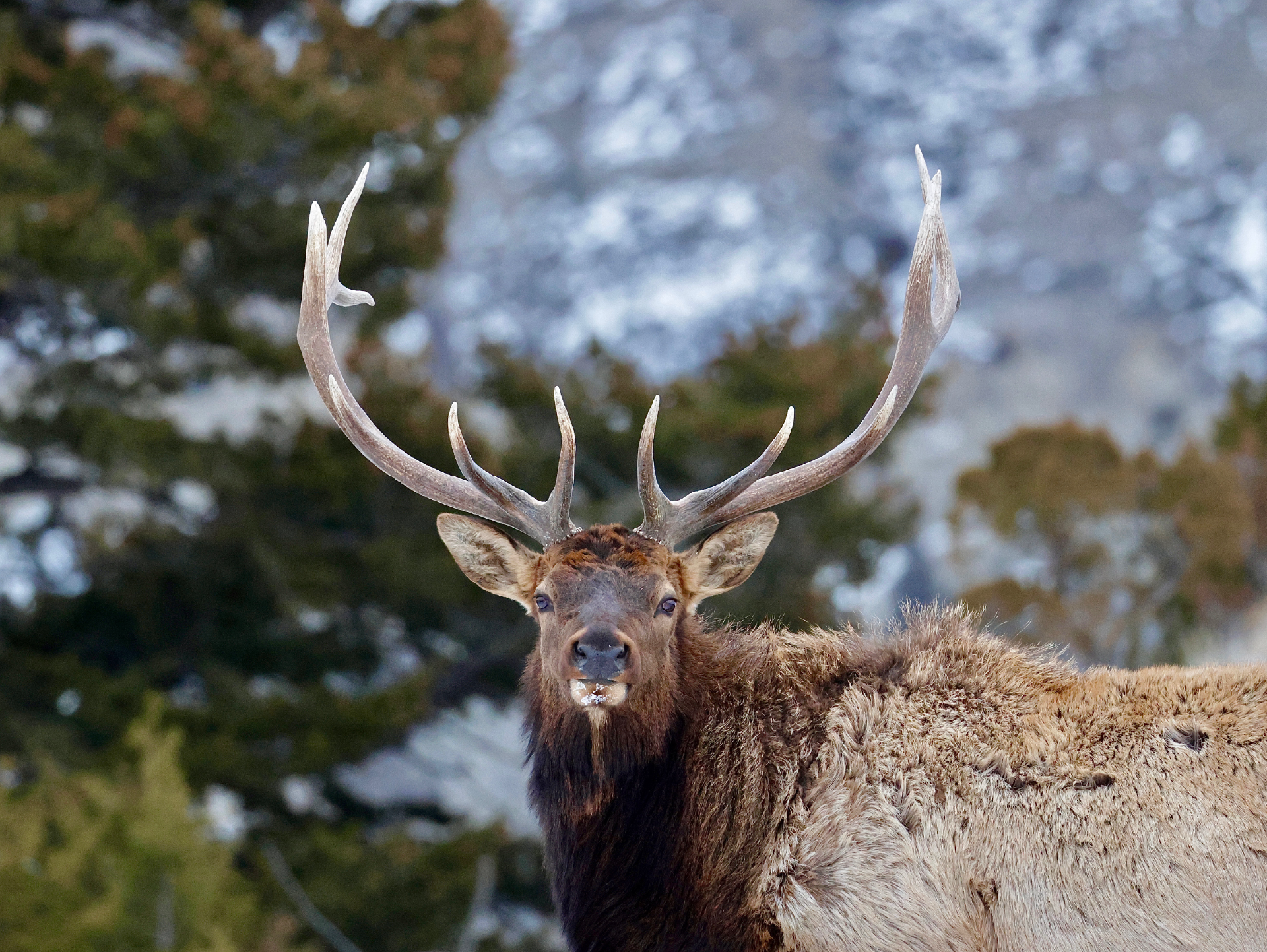 Bull Elk Full Attention