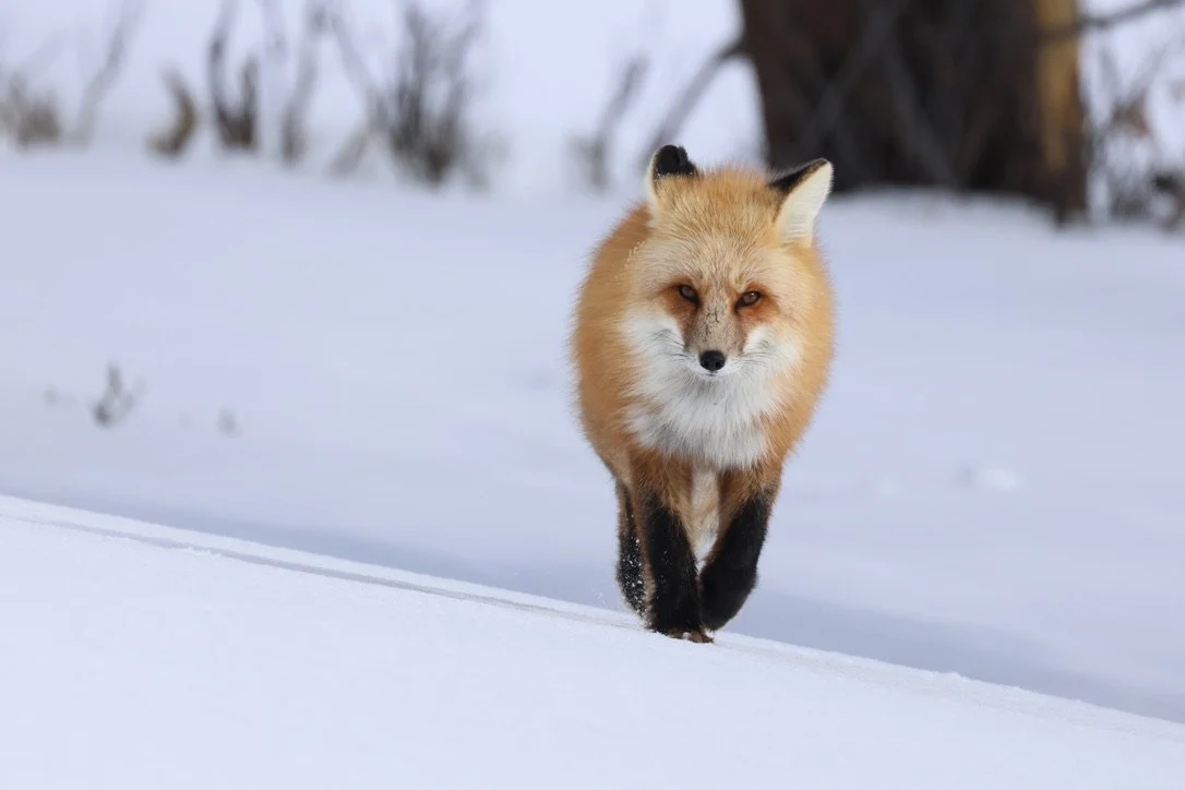 Red Fox Trot