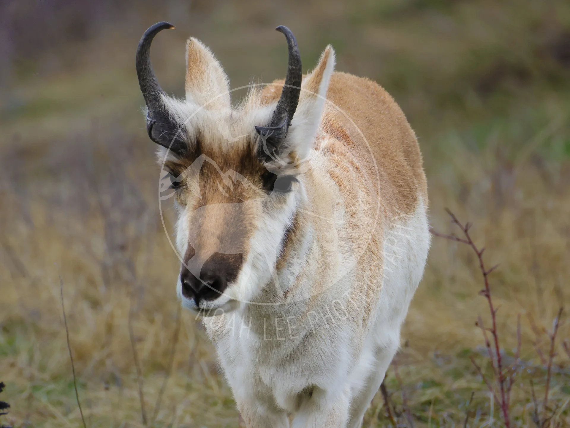 NEWPronghornBuck - Web.JPG