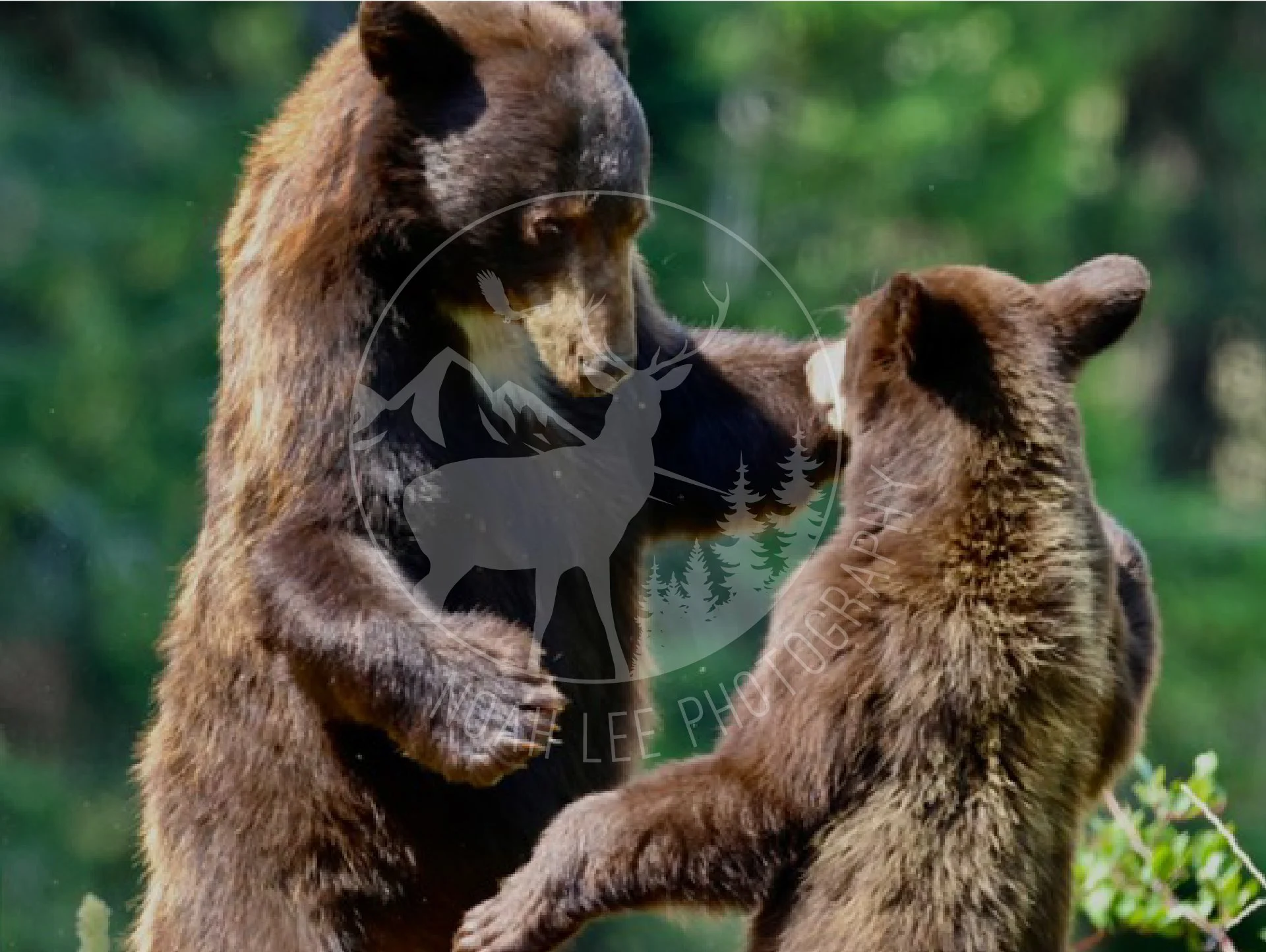 Black Bear Sow & Cub - Web.jpg