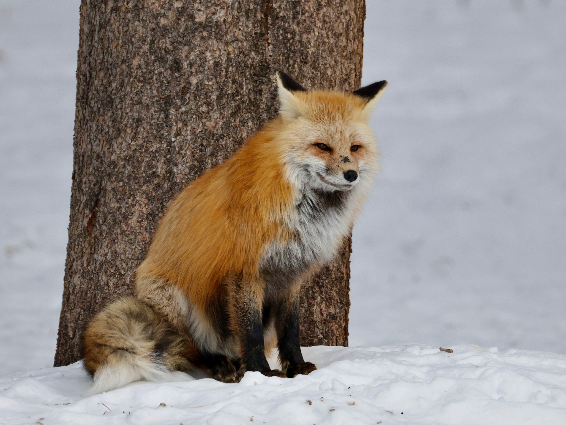 NEWRedFoxContentment No Watermark - Web.png